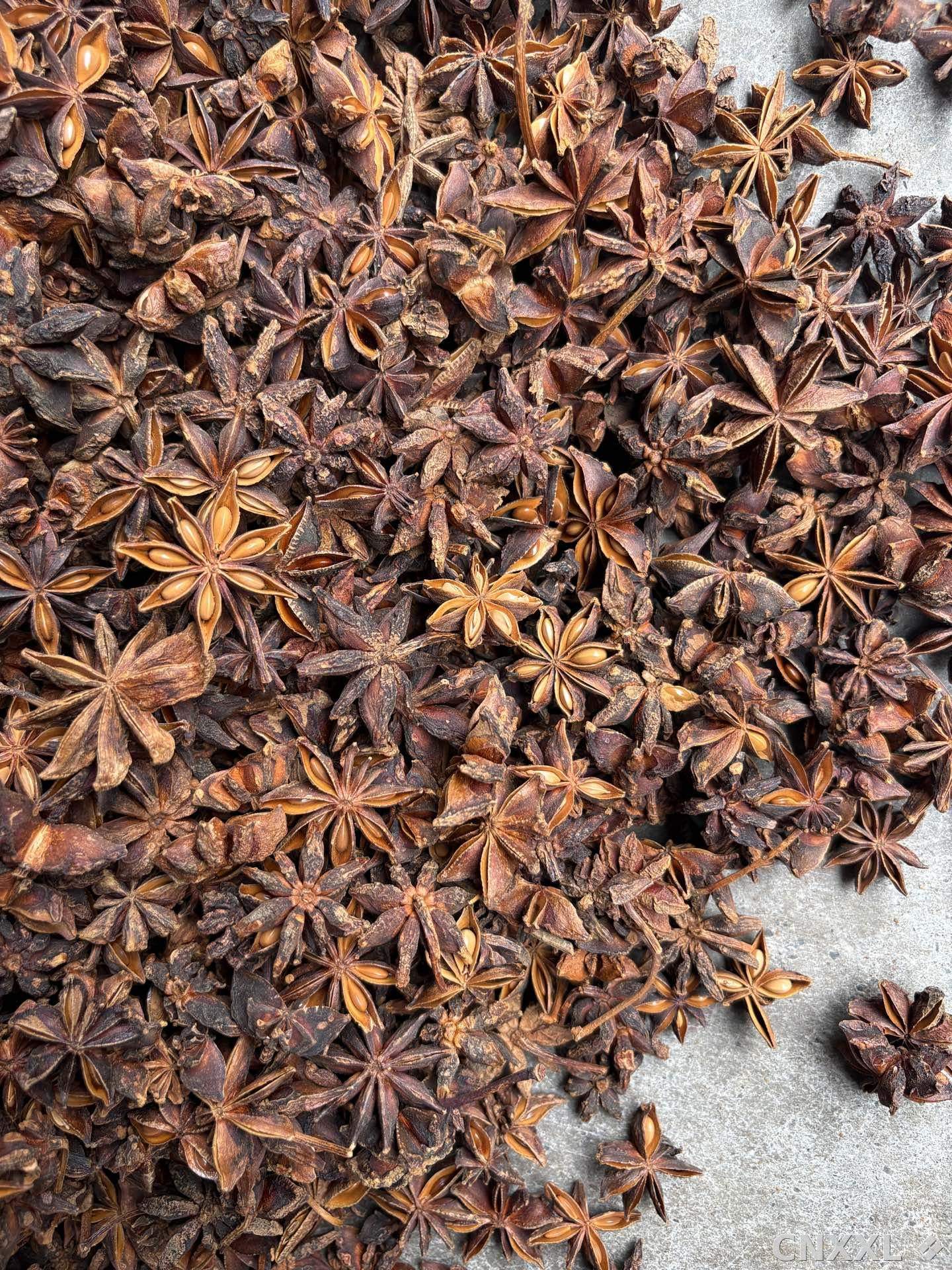 spice_1957327_57a37d73_3.jpg
