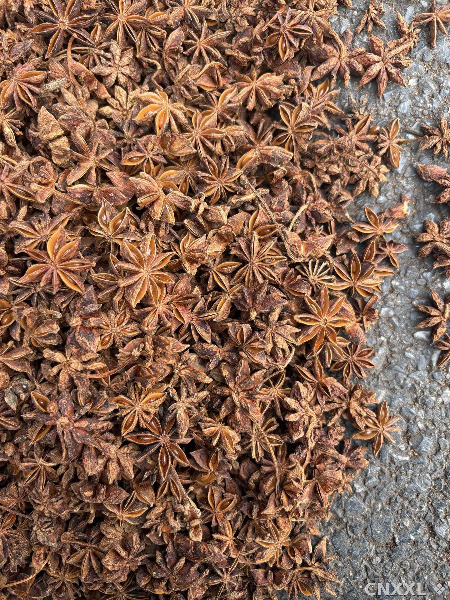 spice_19873_b65b0512_3.jpg
