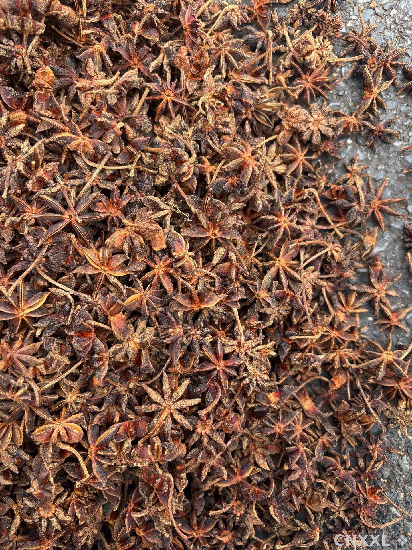 spice_19874_9d753690_3.jpg