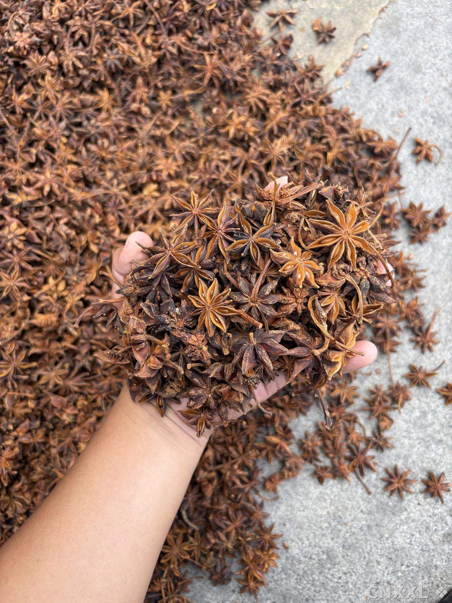 spice_19906_c860f5e1_2.jpg