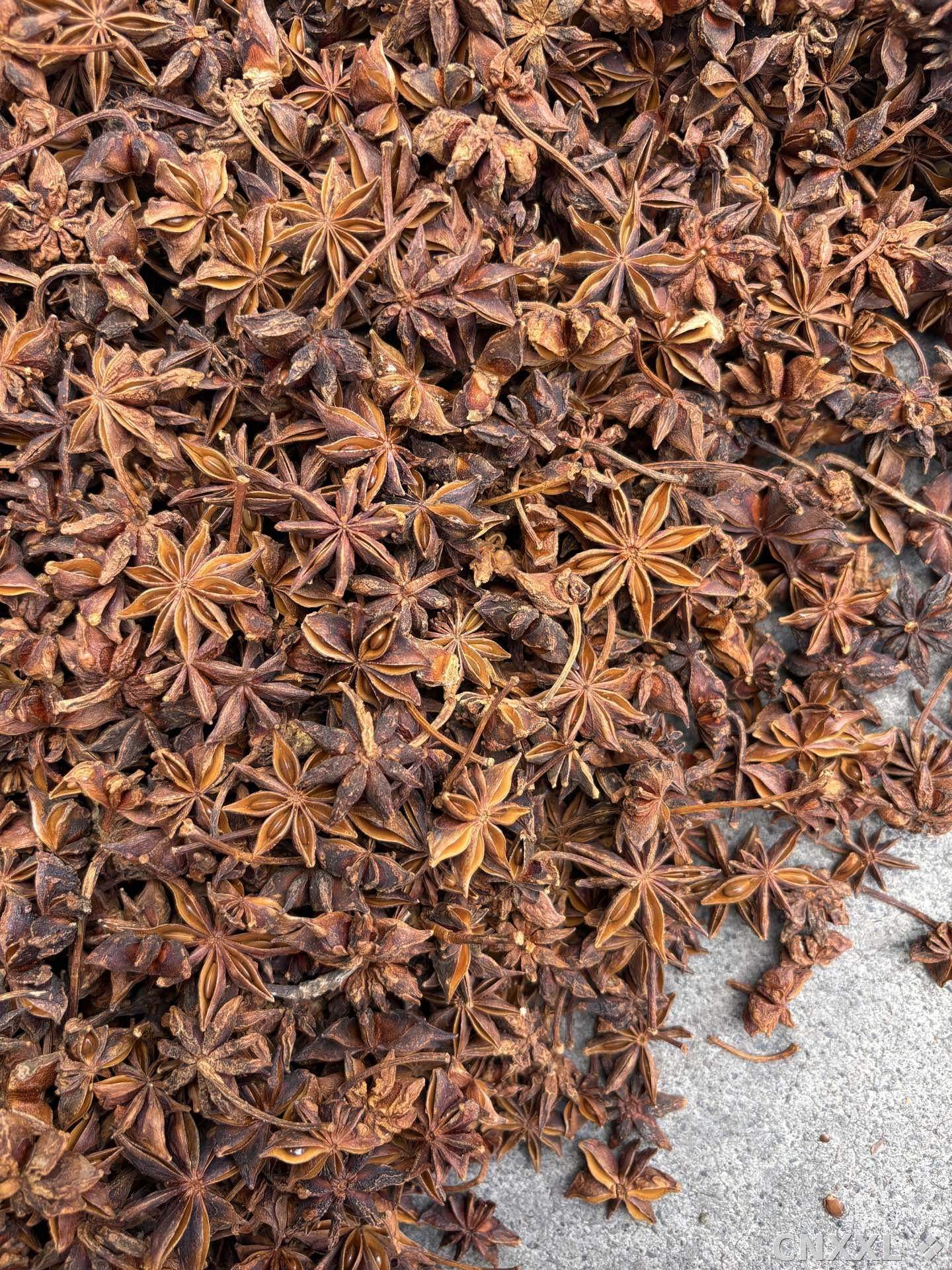spice_19906_ef226d90_3.jpg