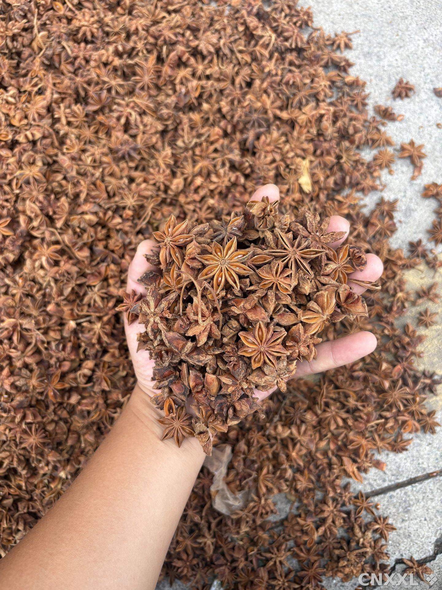 spice_19930_a5d026bb_2.jpg