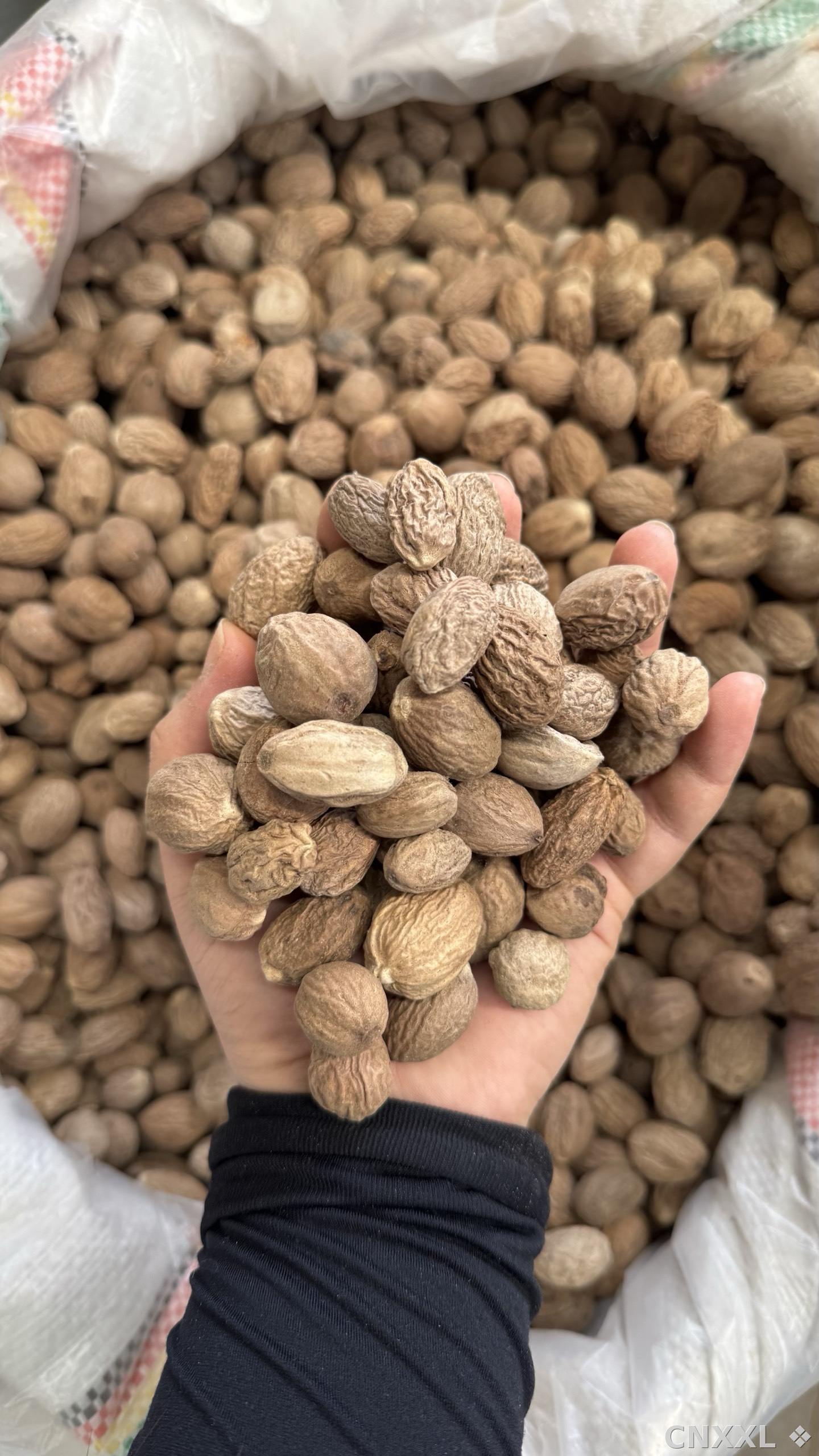 spice_19944_aa1adda1_1.jpg