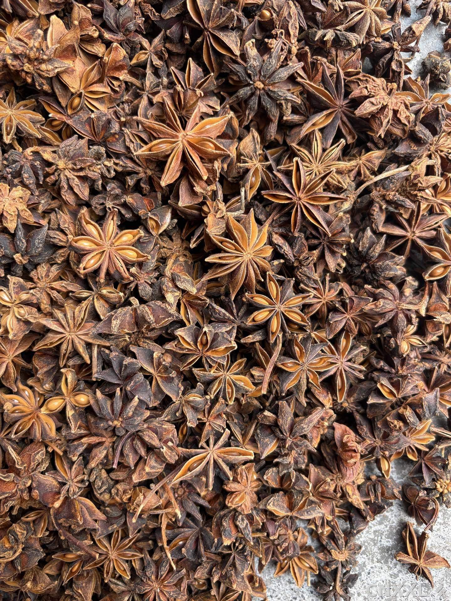 spice_20002_a4b5f6dc_3.jpg