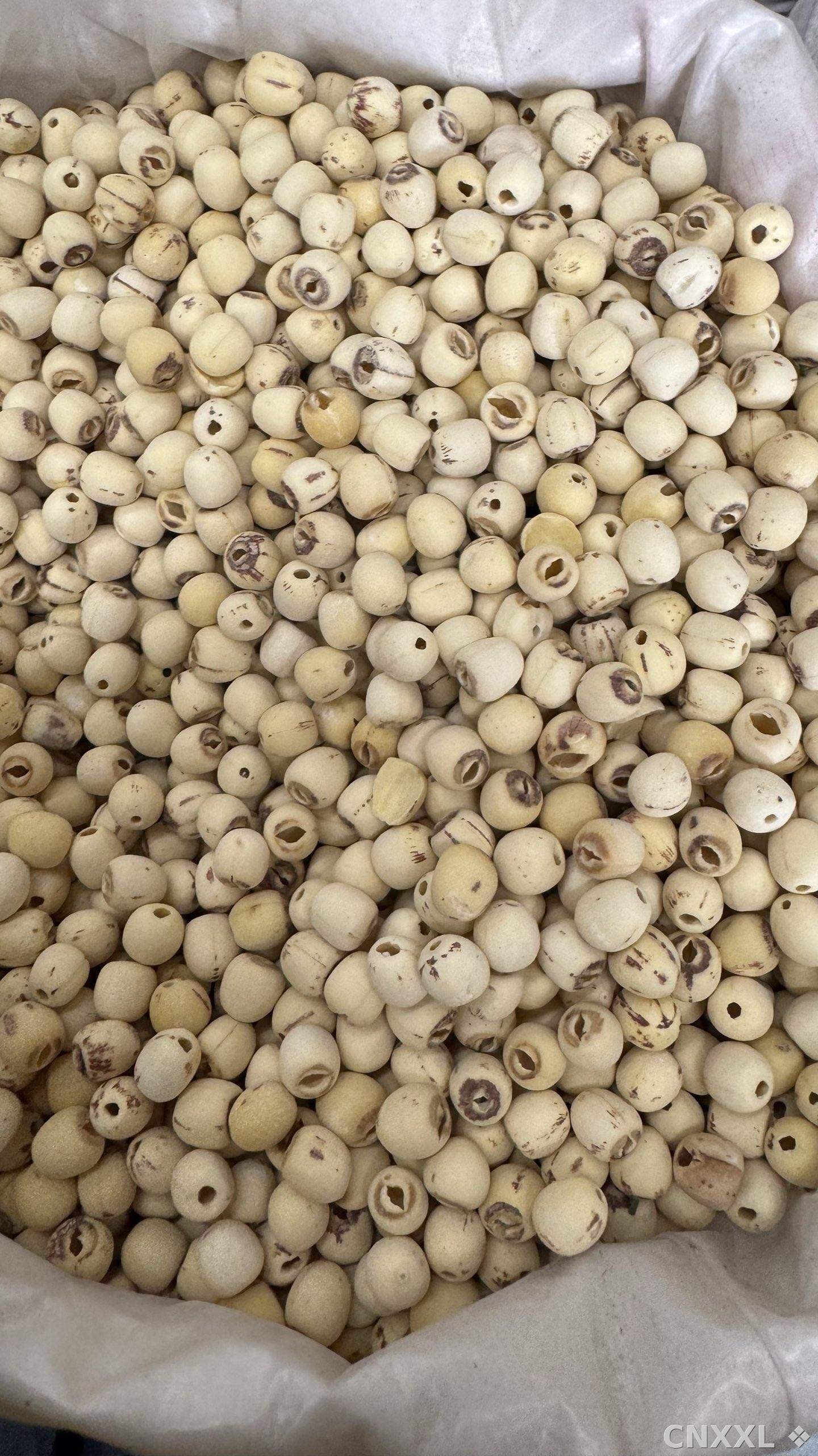 spice_20486_5552a26e_3.jpg
