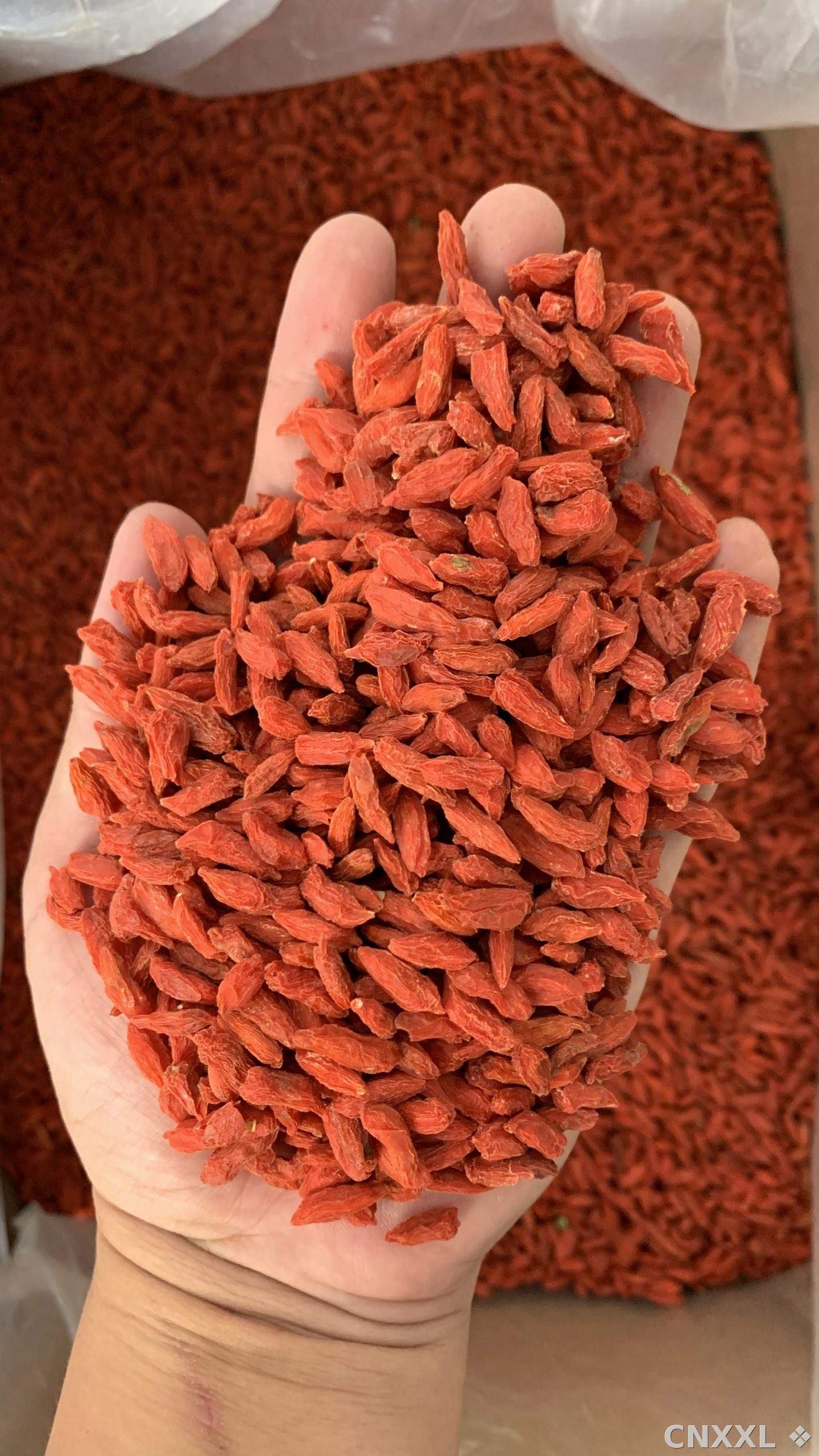 spice_20503_1b9fd73a_2.jpg