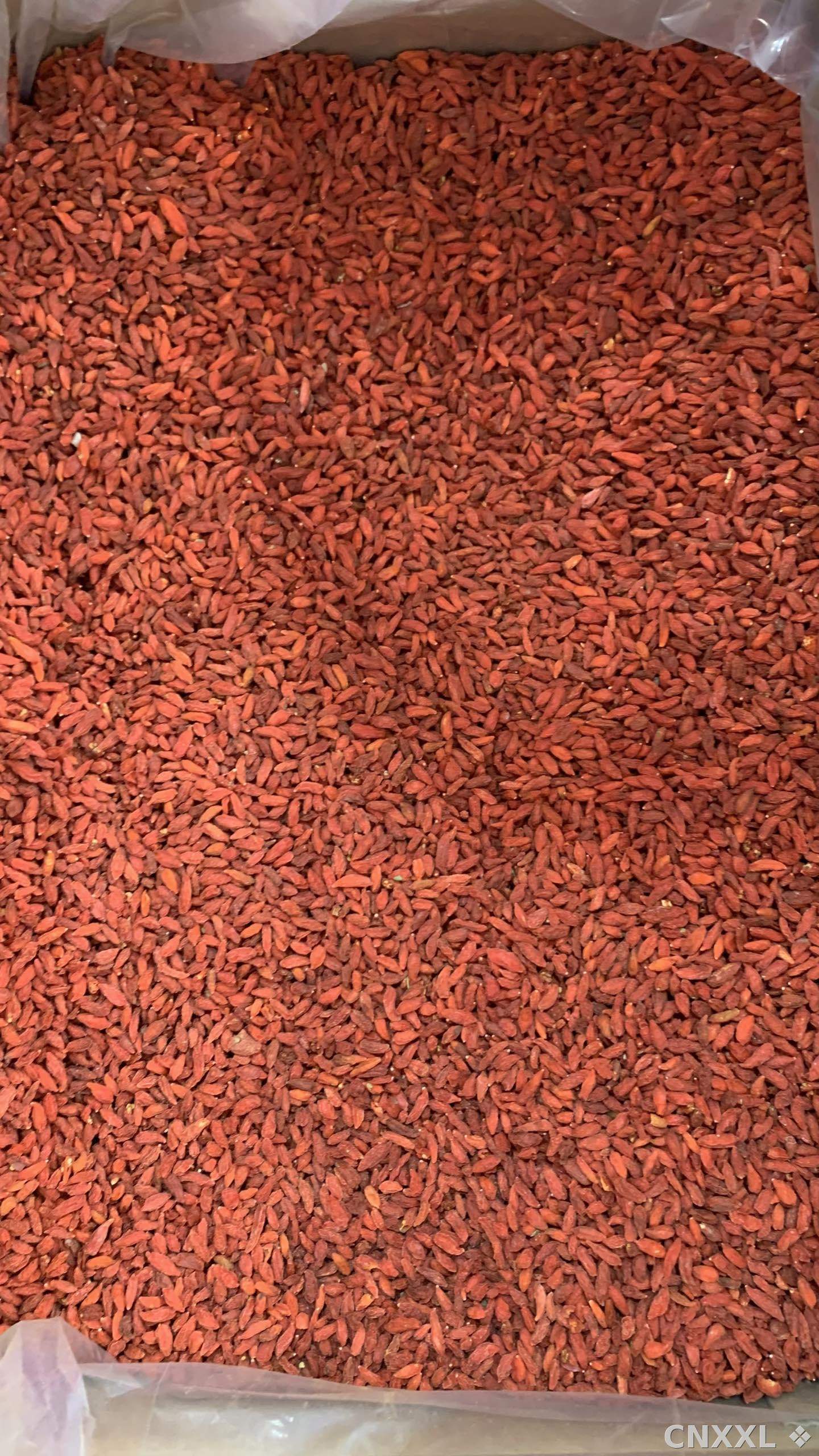 spice_20507_9ff61152_3.jpg