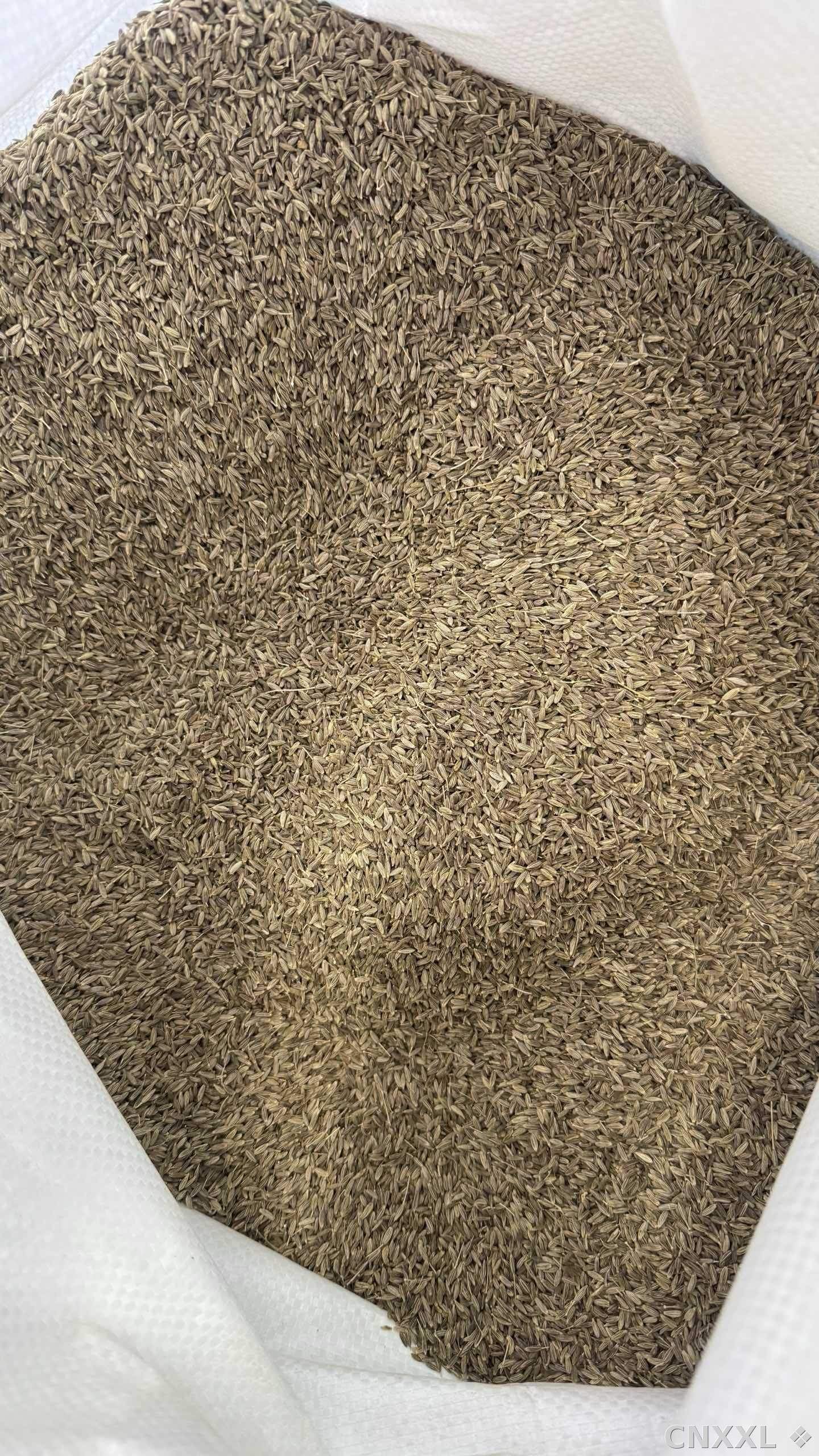 spice_2053484_576c6f0f_2.jpg