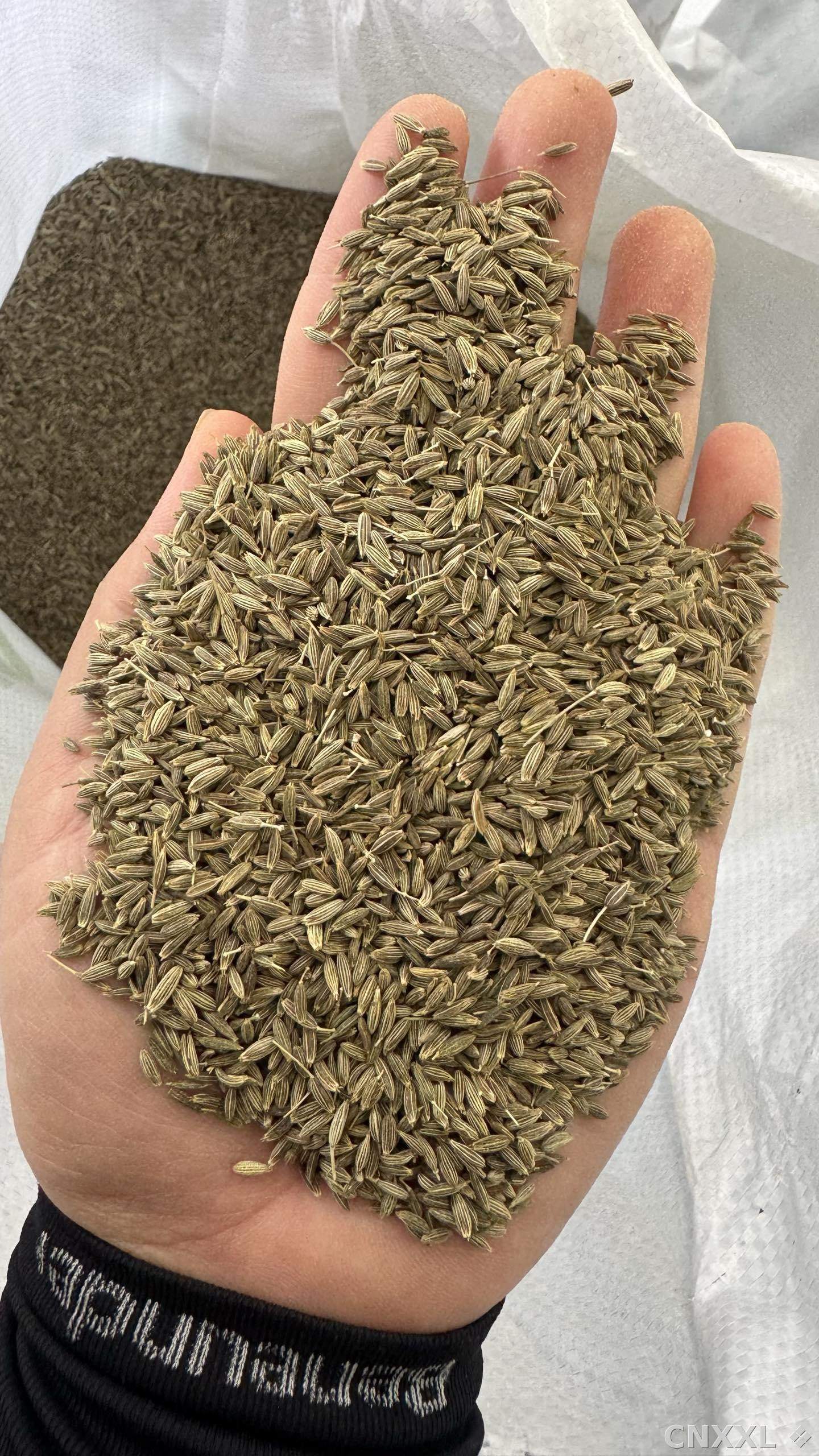 spice_2053484_810fa042_1.jpg