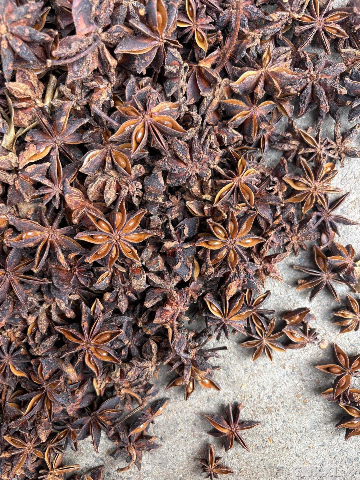 spice_20583_1fdcc9cb_3.jpg