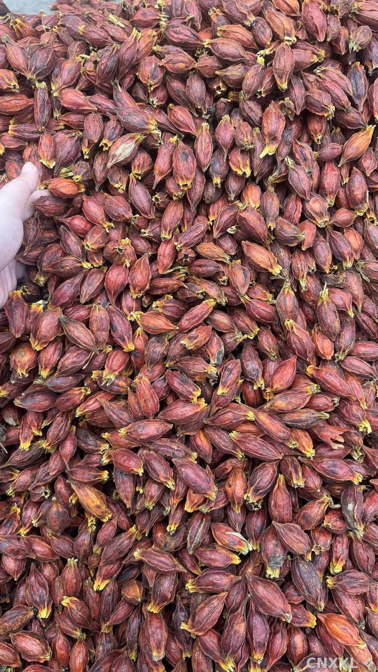 spice_2099116_655e43c9_3.jpg