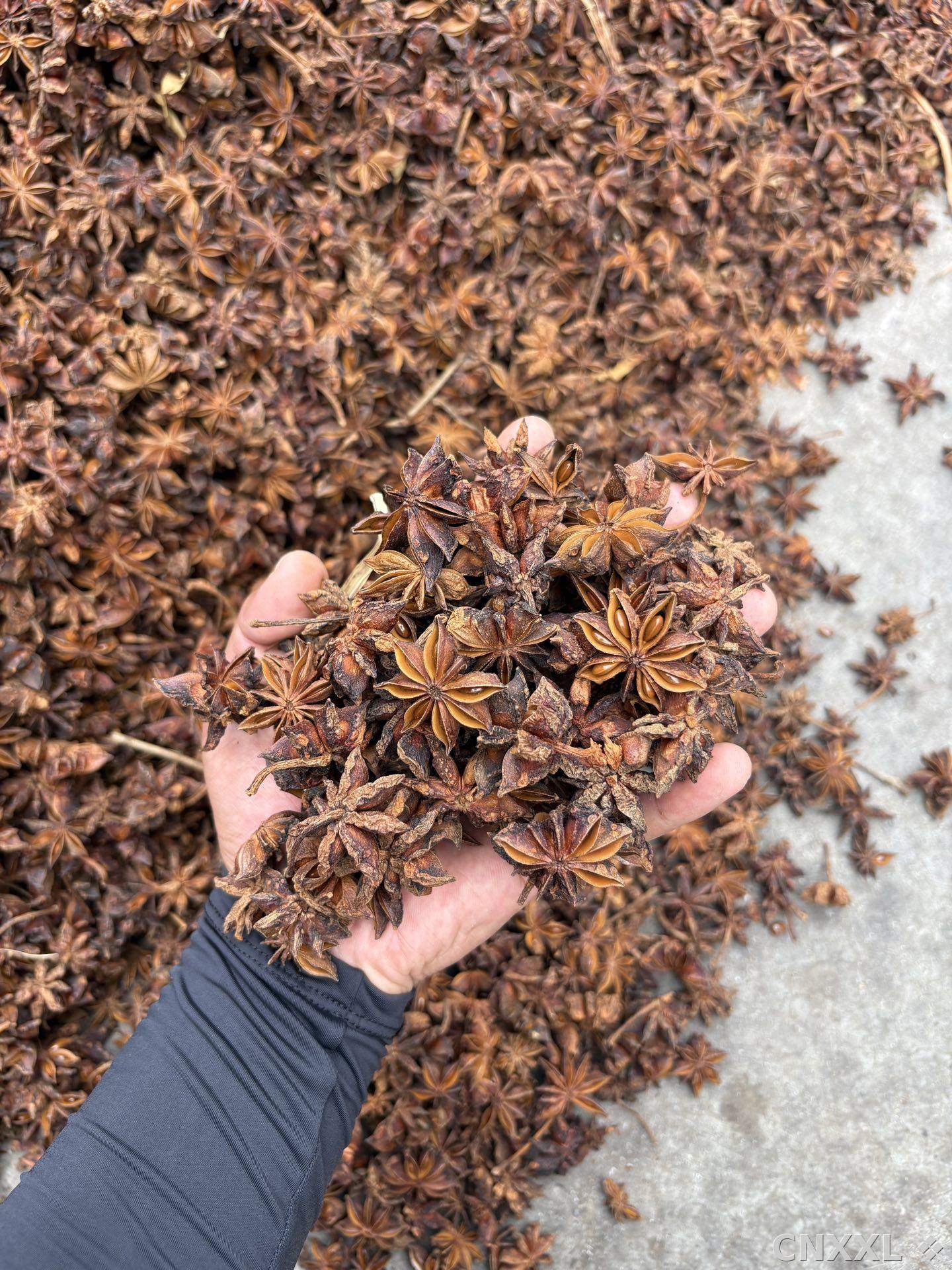 spice_21027_05f9febf_2.jpg