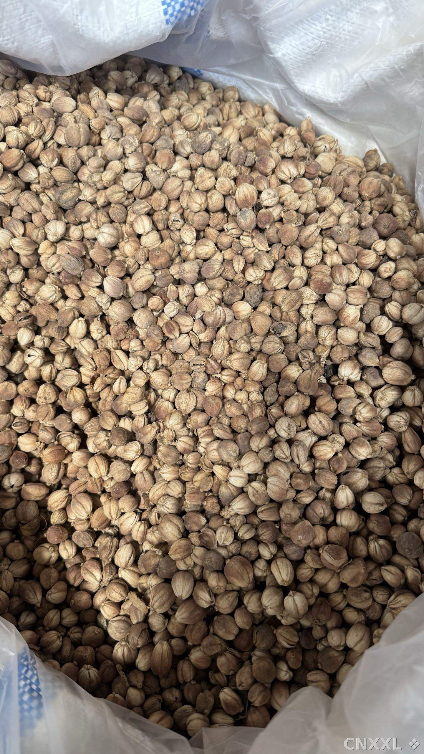 spice_21350_bfa6411d_3.jpg