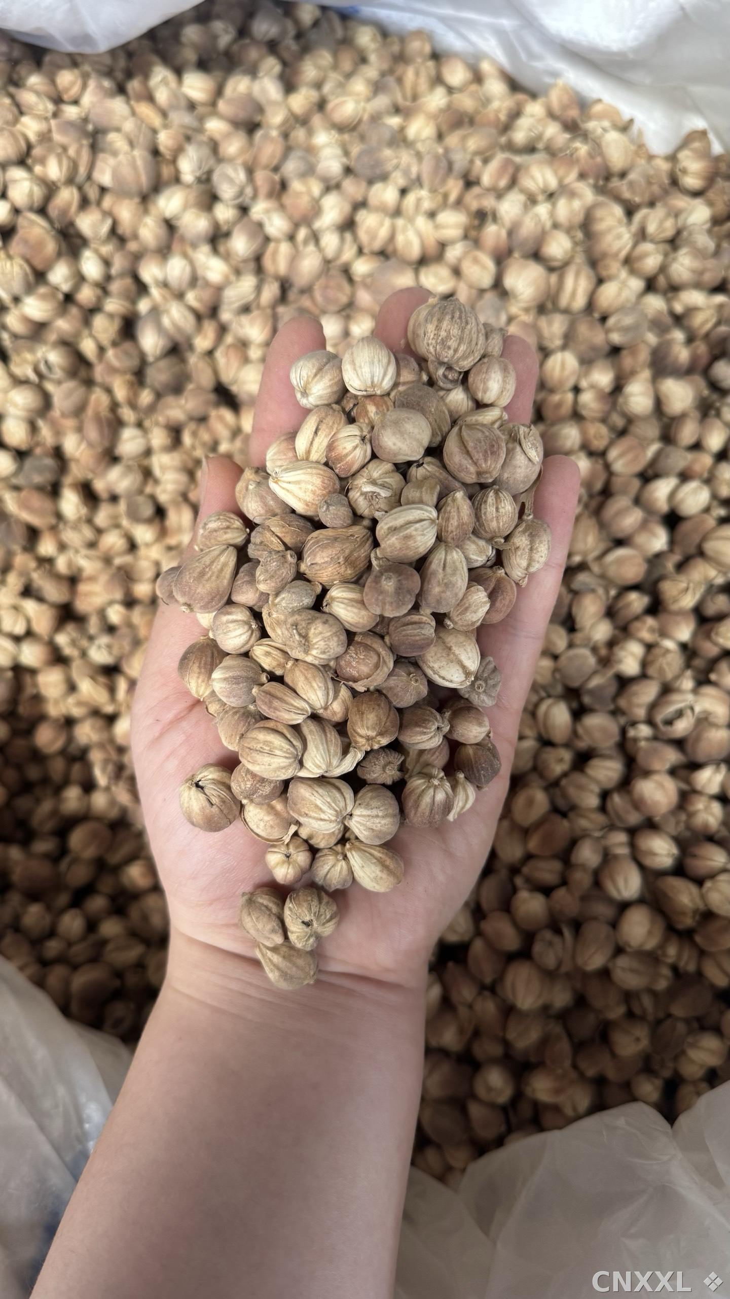 spice_21350_eb3c6ca9_1.jpg
