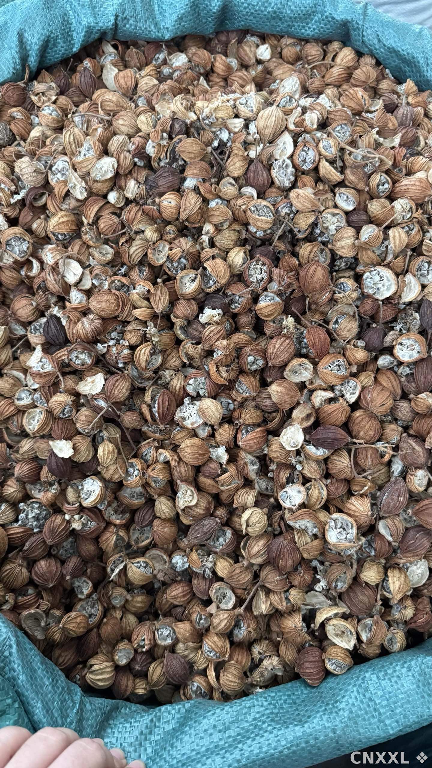 spice_21697_c704f4cd_3.jpg