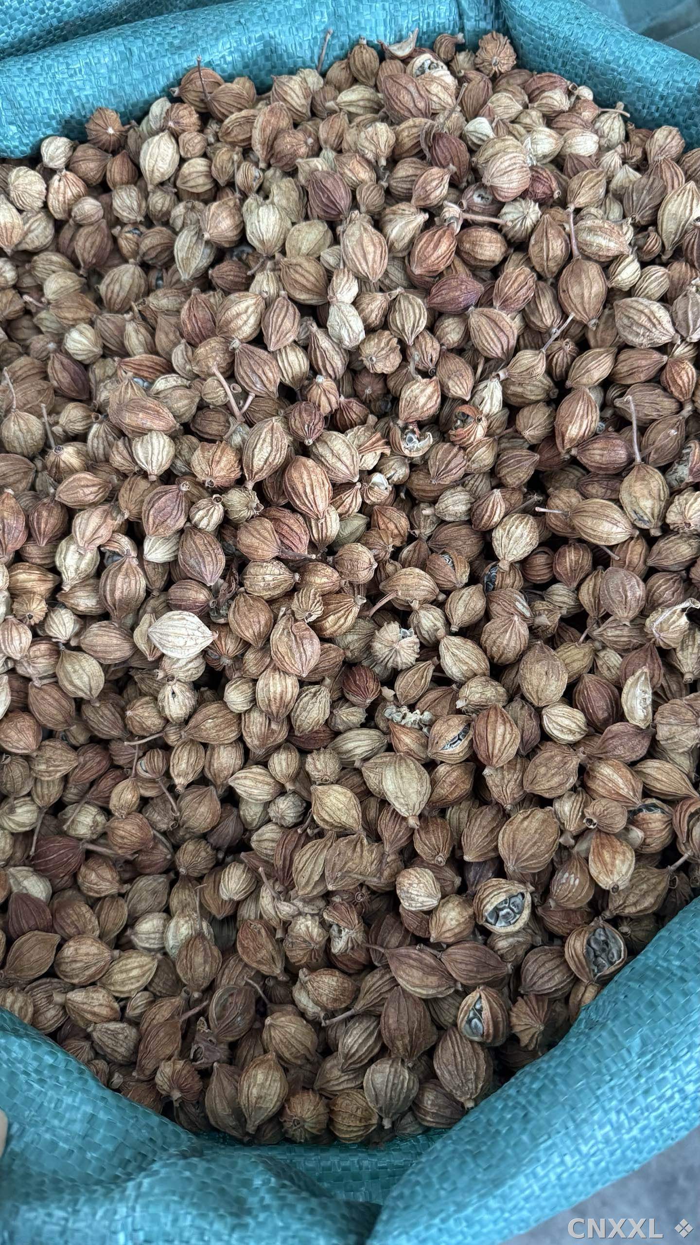 spice_21698_4a15fc93_3.jpg