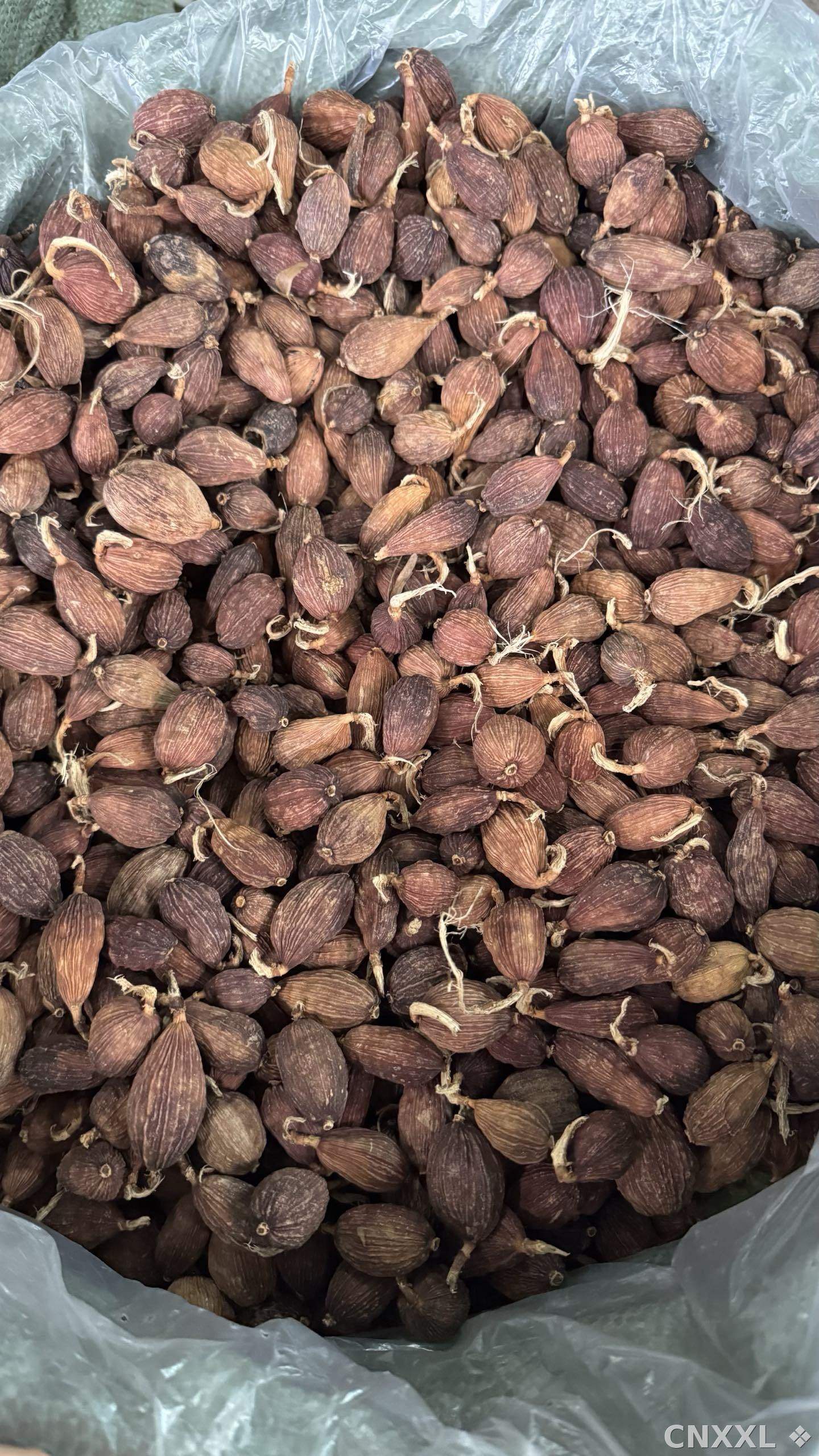 spice_21702_2a014c6c_3.jpg
