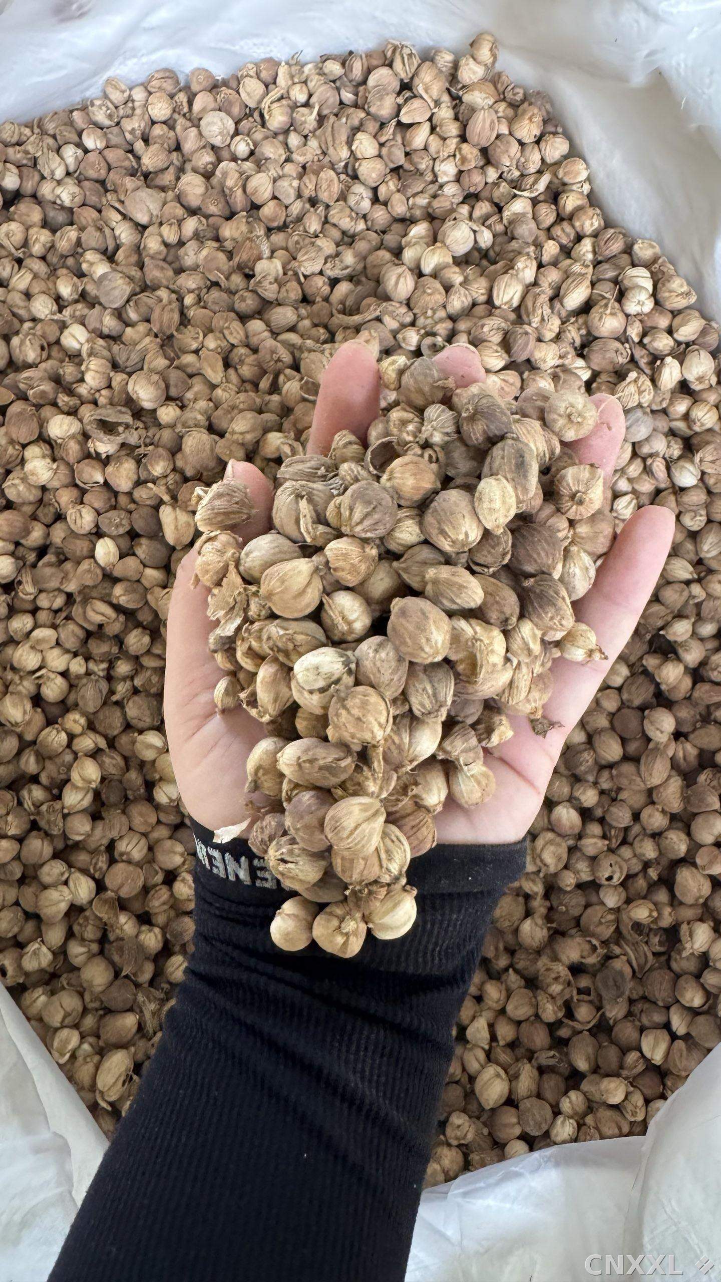 spice_21770_c8e6fad7_2.jpg