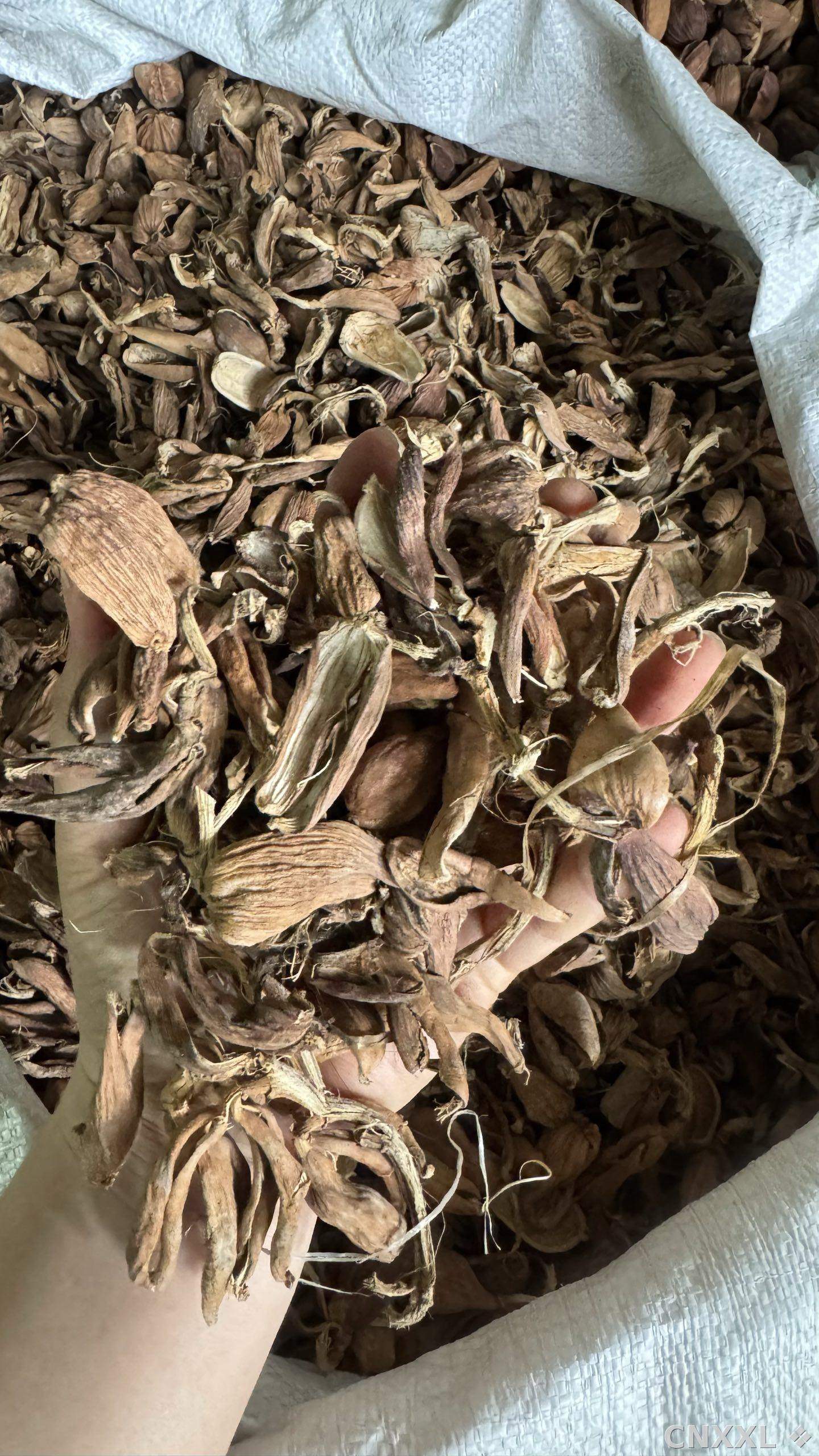 spice_22079_6a4e92d3_2.jpg