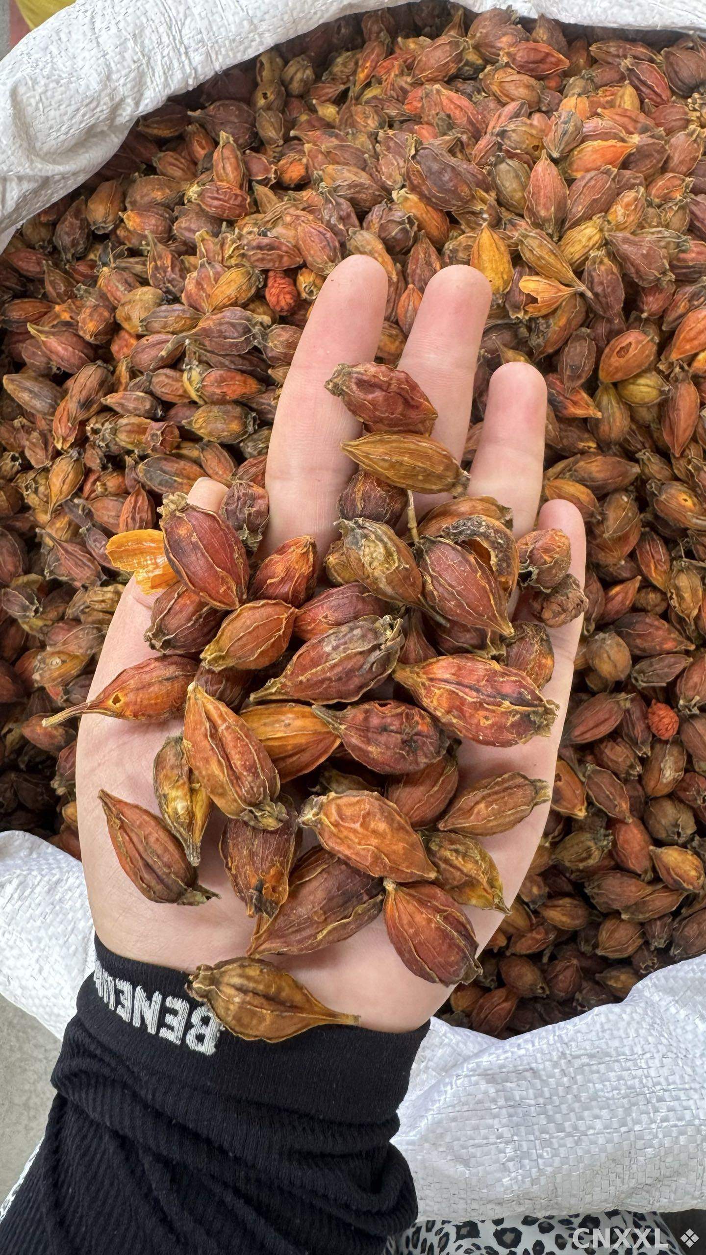 spice_22388_db3ea0f4_2.jpg