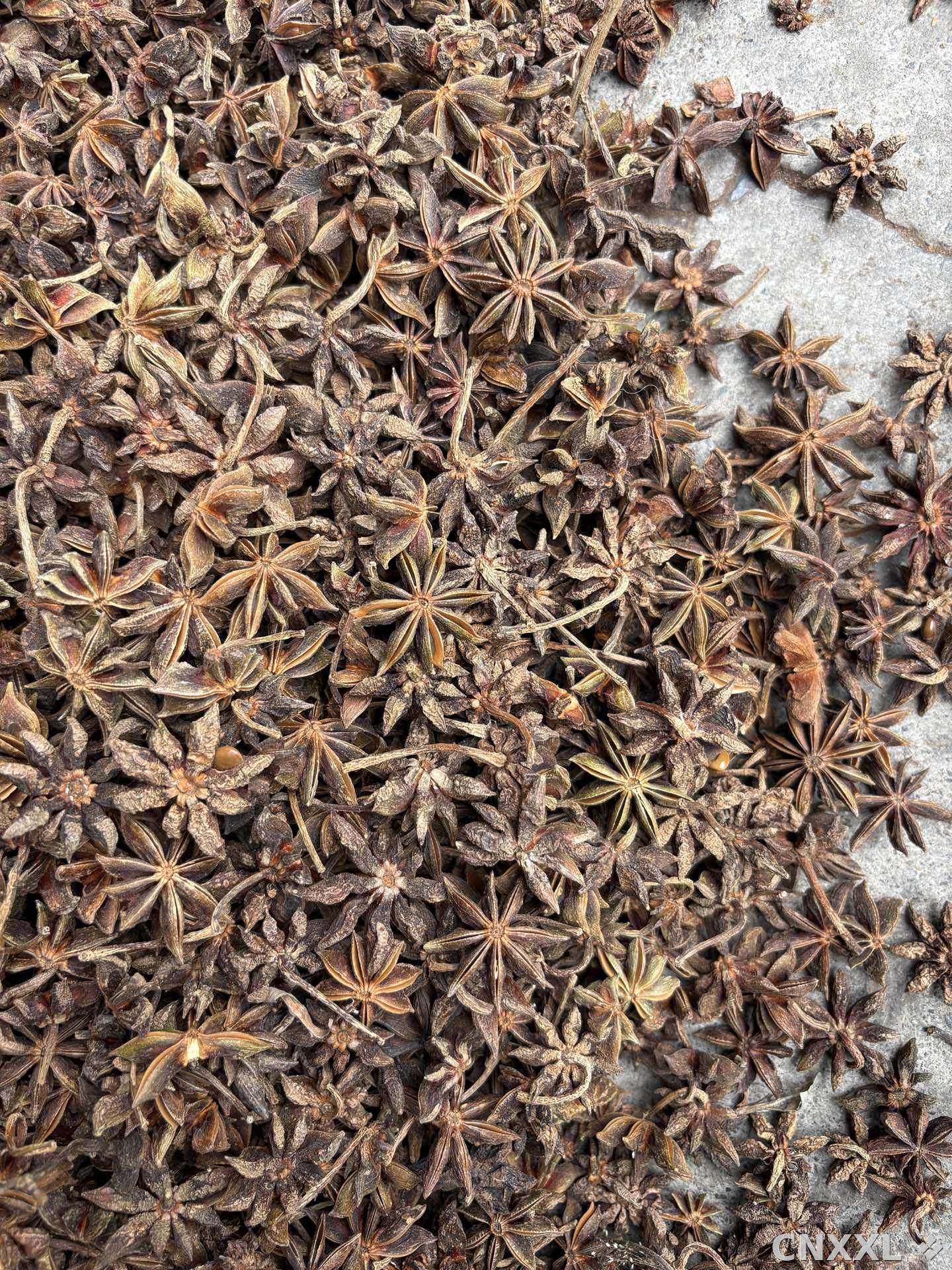 spice_22749_b6fdd7fd_3.jpg