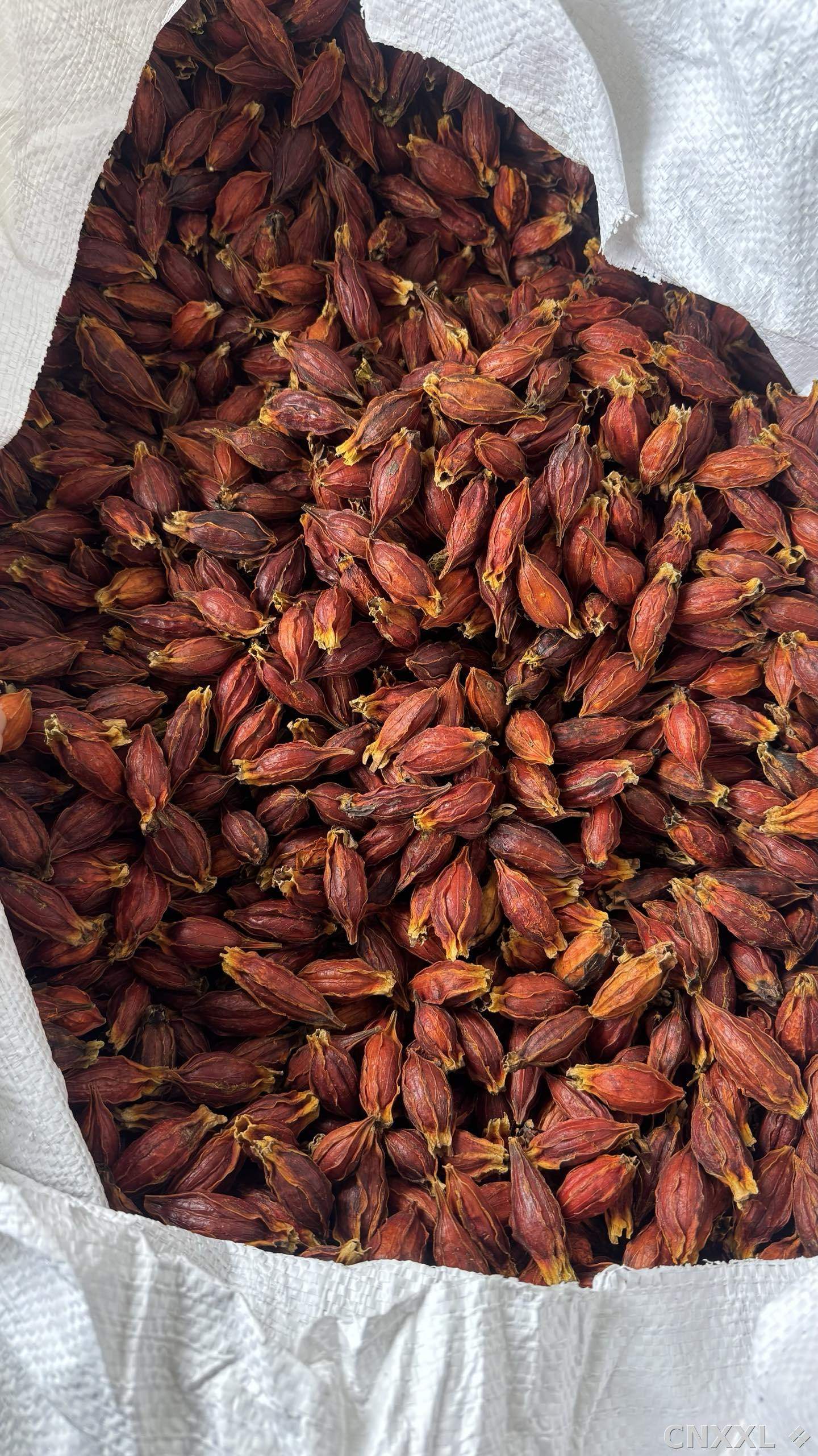 spice_22839_5de480af_3.jpg