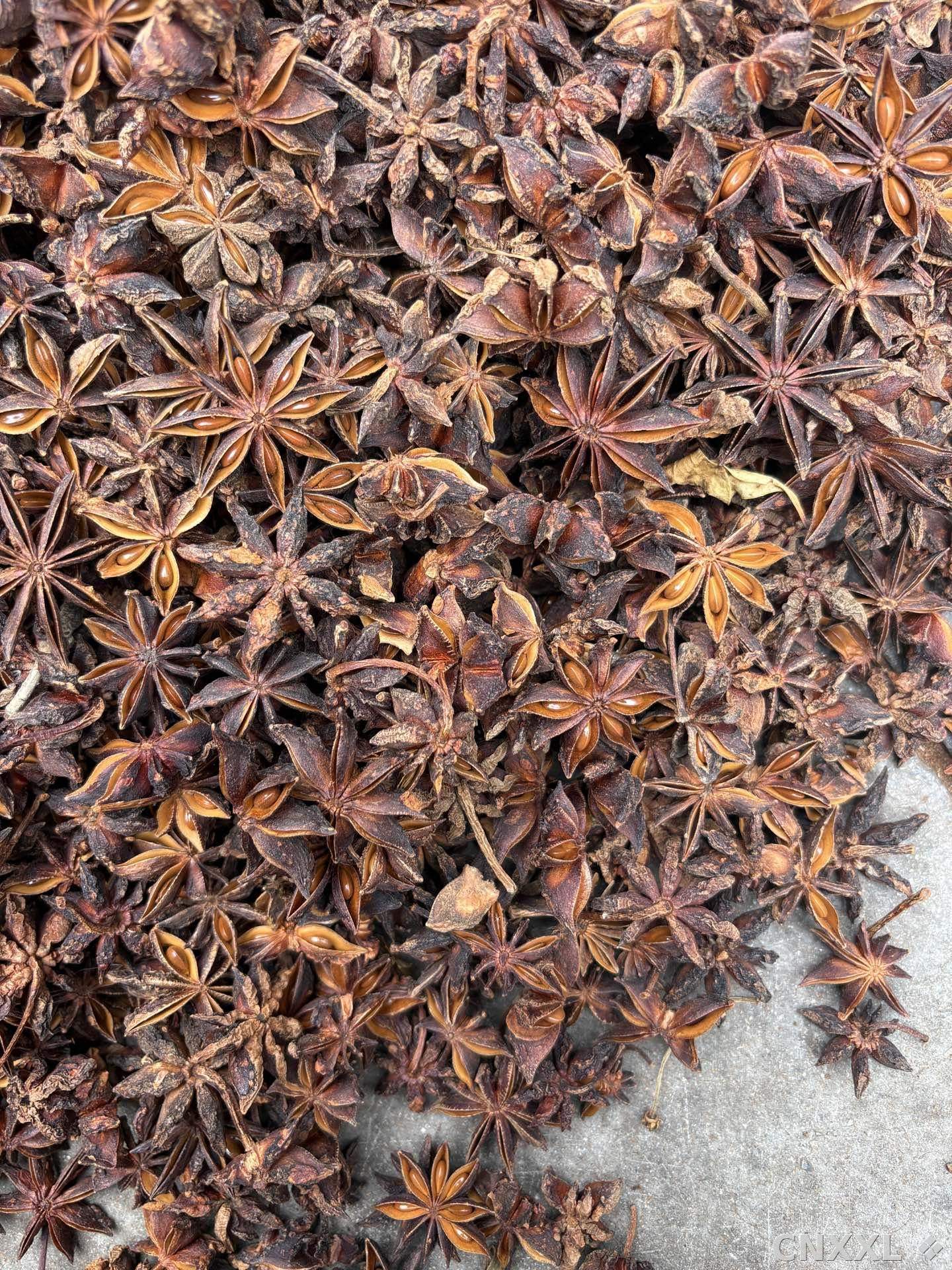 spice_22846_c74686d0_3.jpg