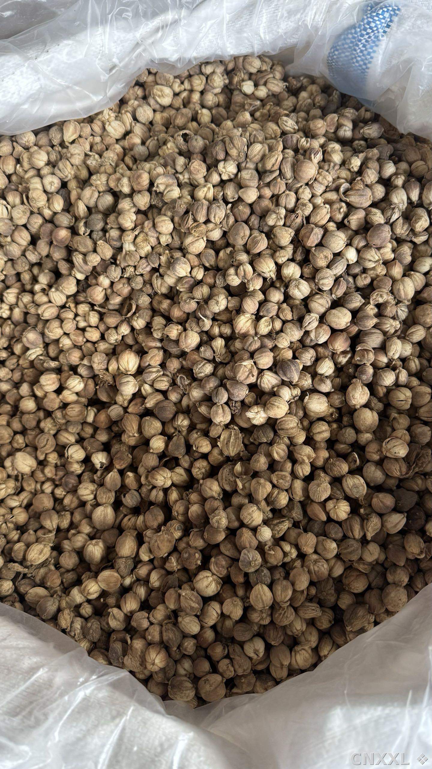spice_22851_af05362c_3.jpg