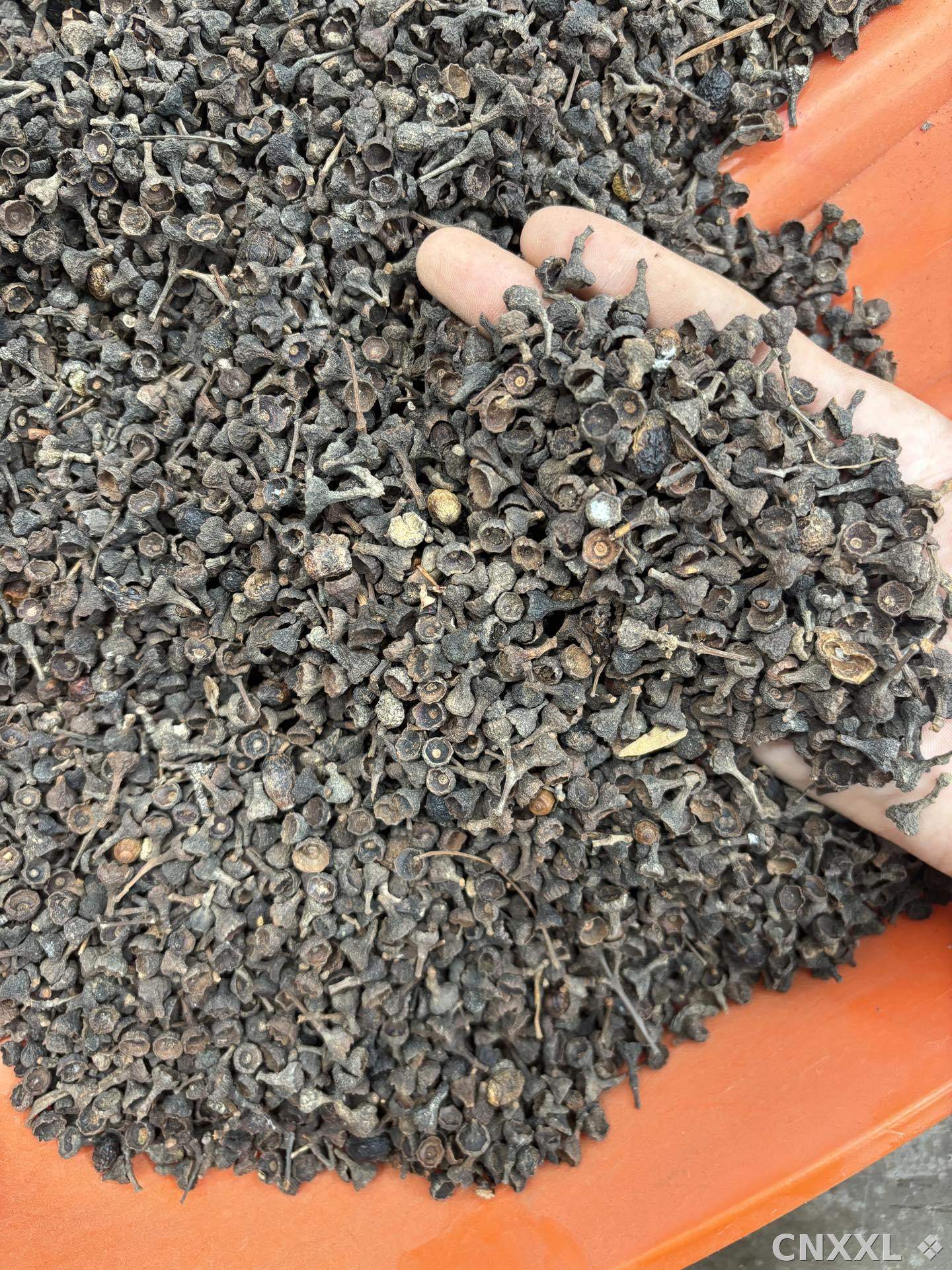 spice_23405_e0e49c5b_3.jpg