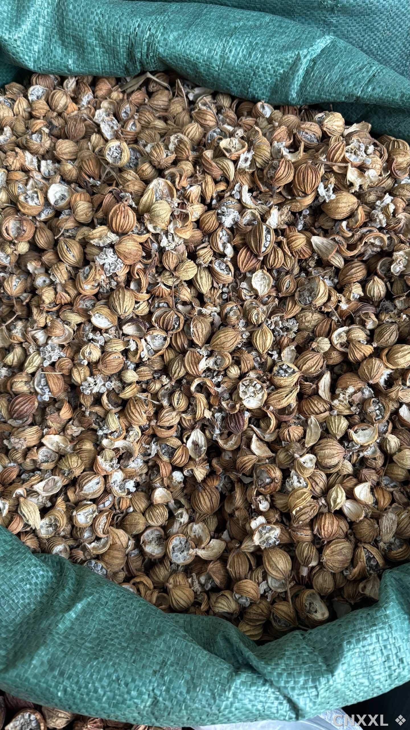 spice_23426_8ce48376_3.jpg