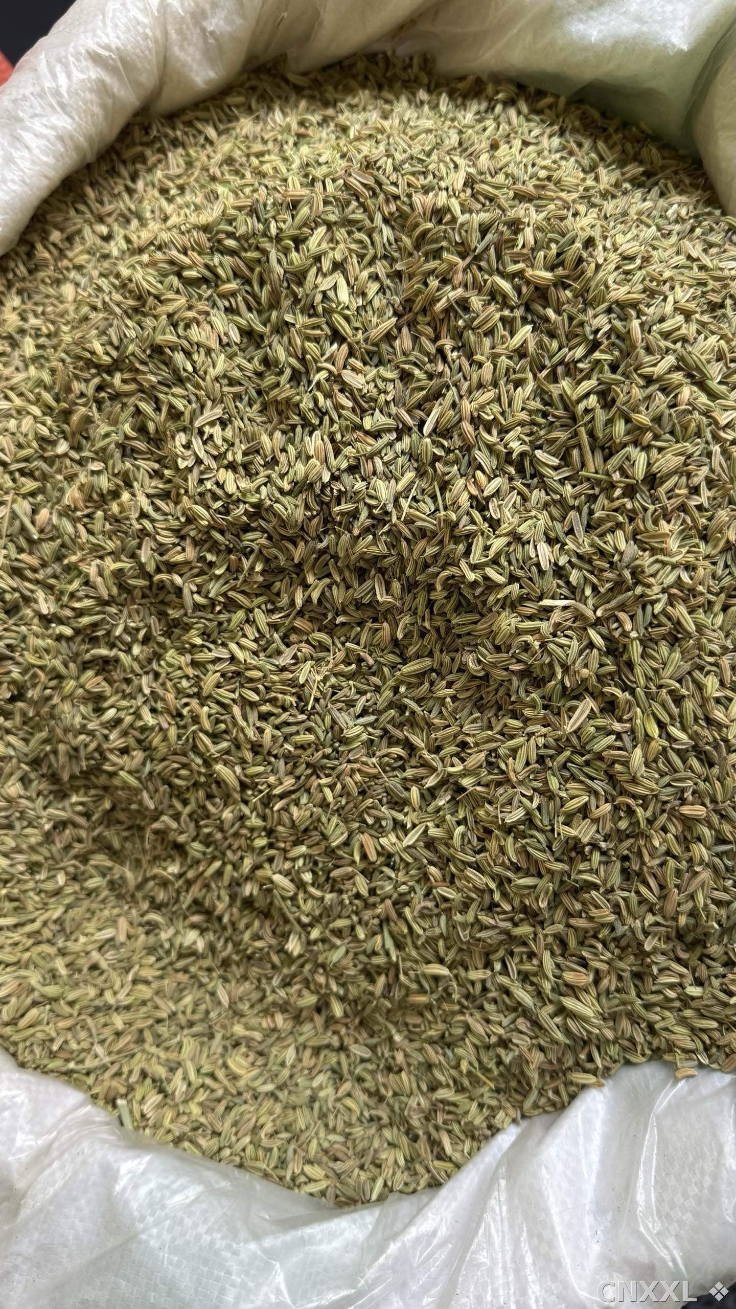 spice_23436_a2681734_3.jpg