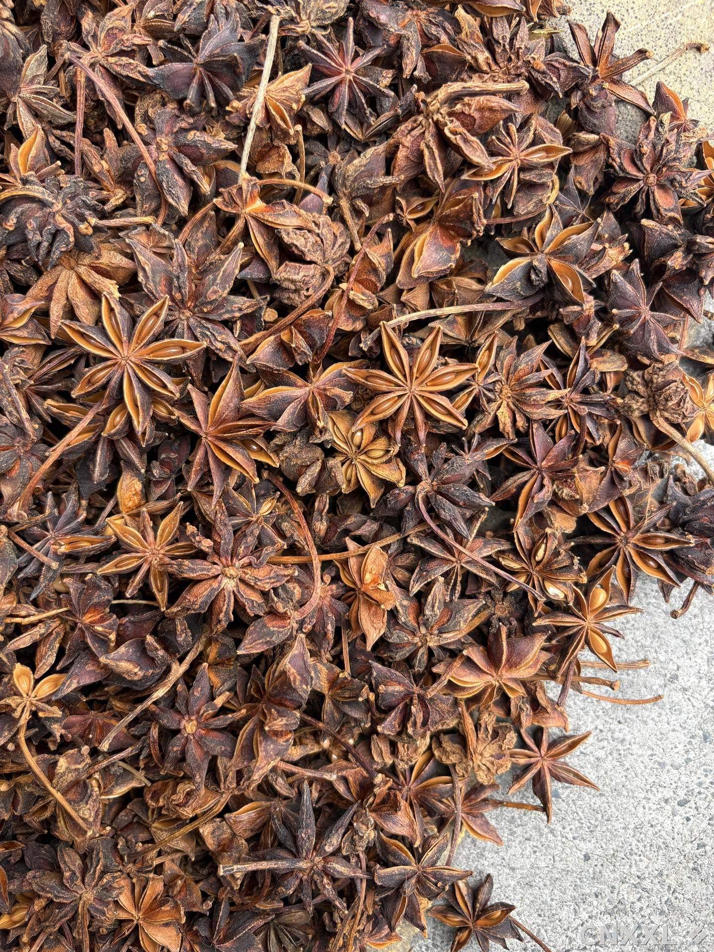 spice_23938_ae105335_3.jpg