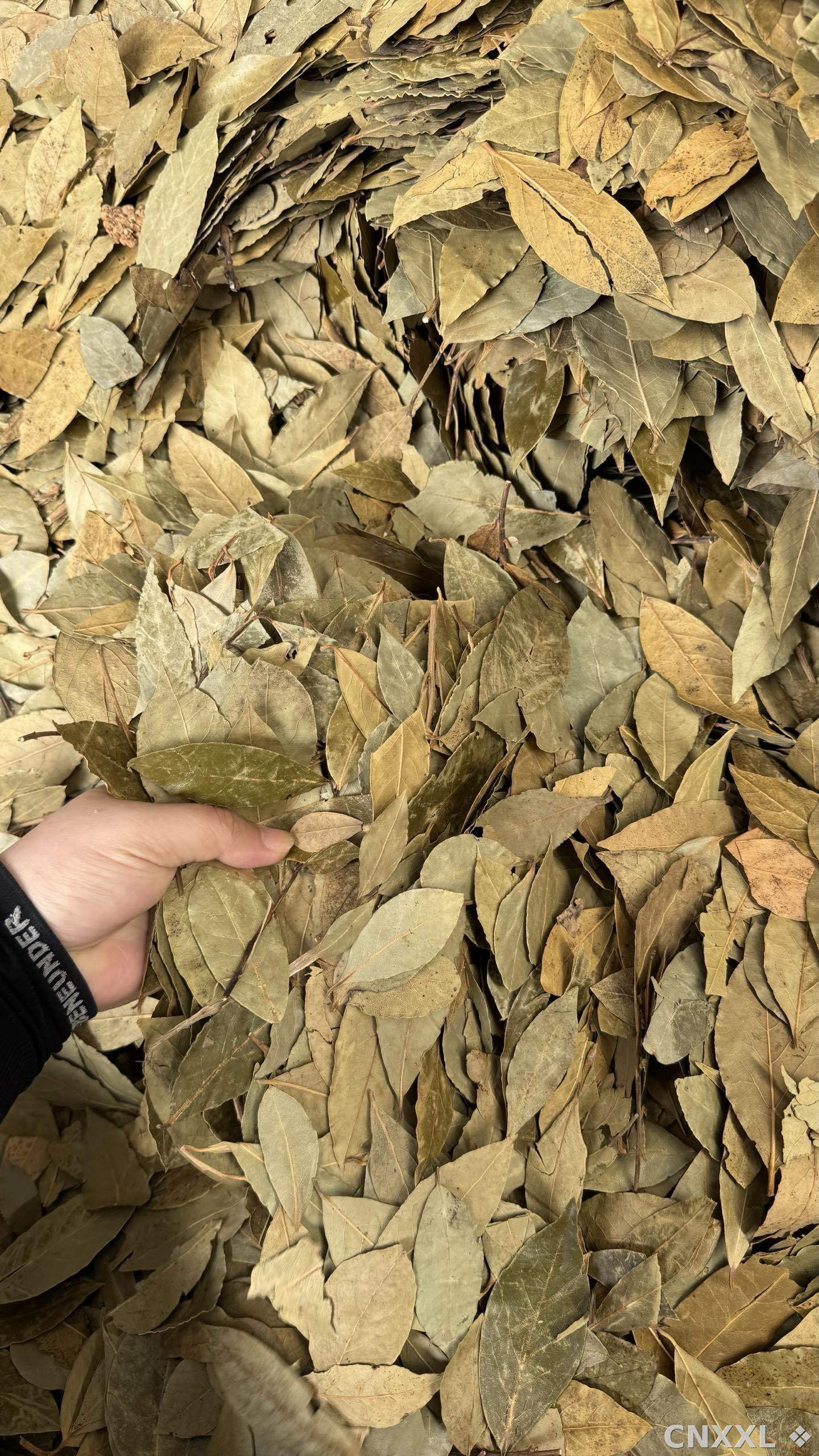 spice_23967_5f23cc1d_2.jpg