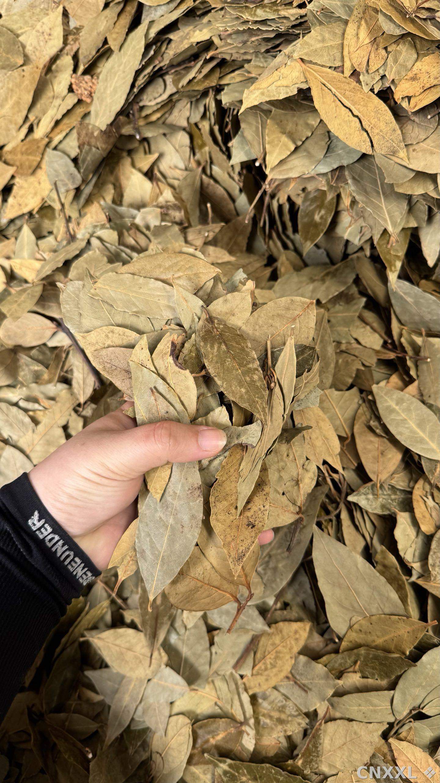spice_23967_f80cb385_1.jpg