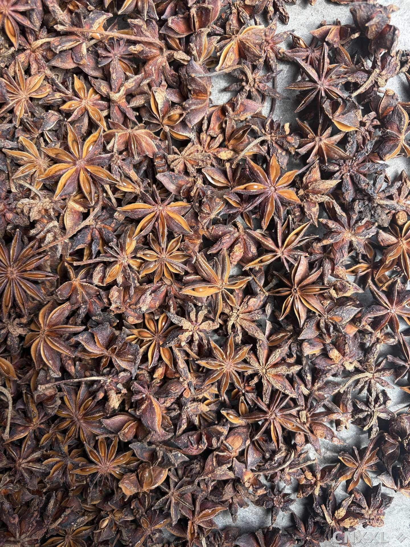 spice_23991_e0ab3ae4_3.jpg