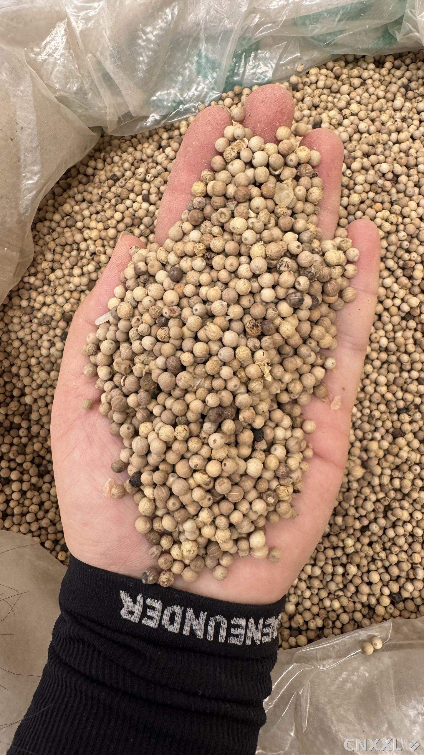 spice_24026_4bf65b68_2.jpg