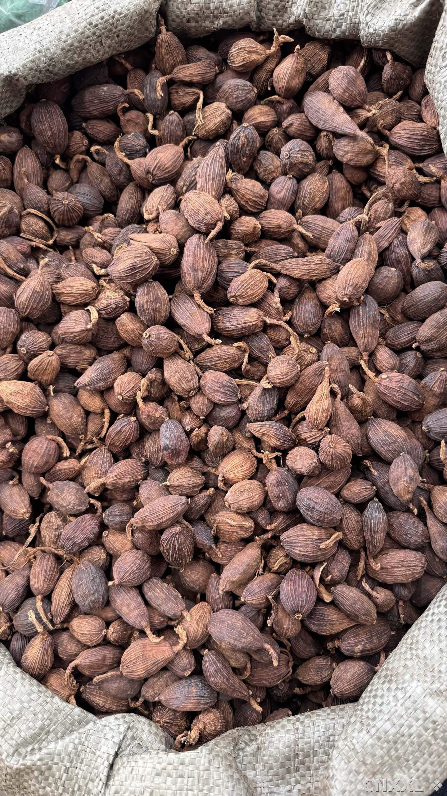 spice_24063_14eca4bf_3.jpg