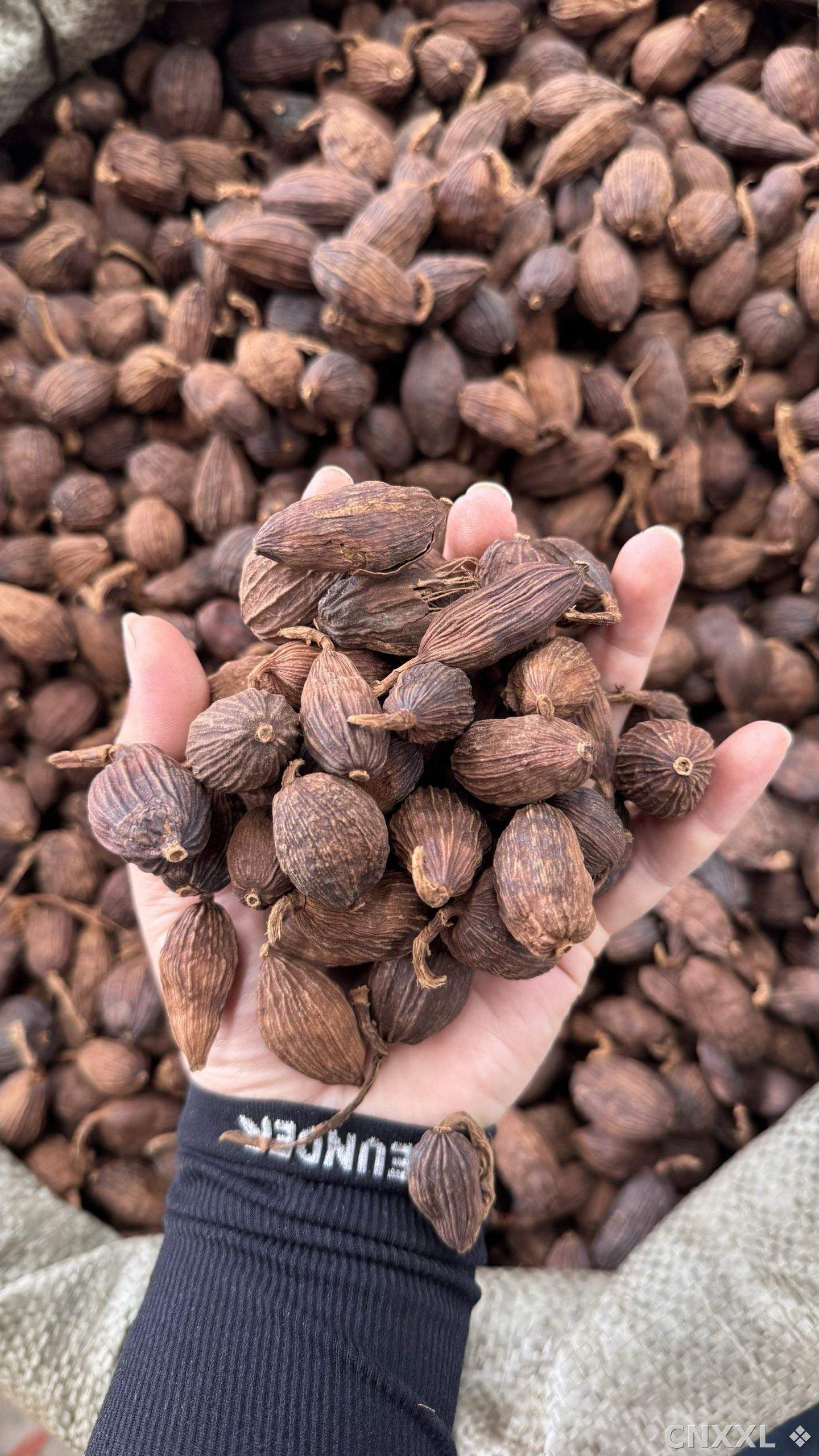 spice_24063_c397c4e1_2.jpg