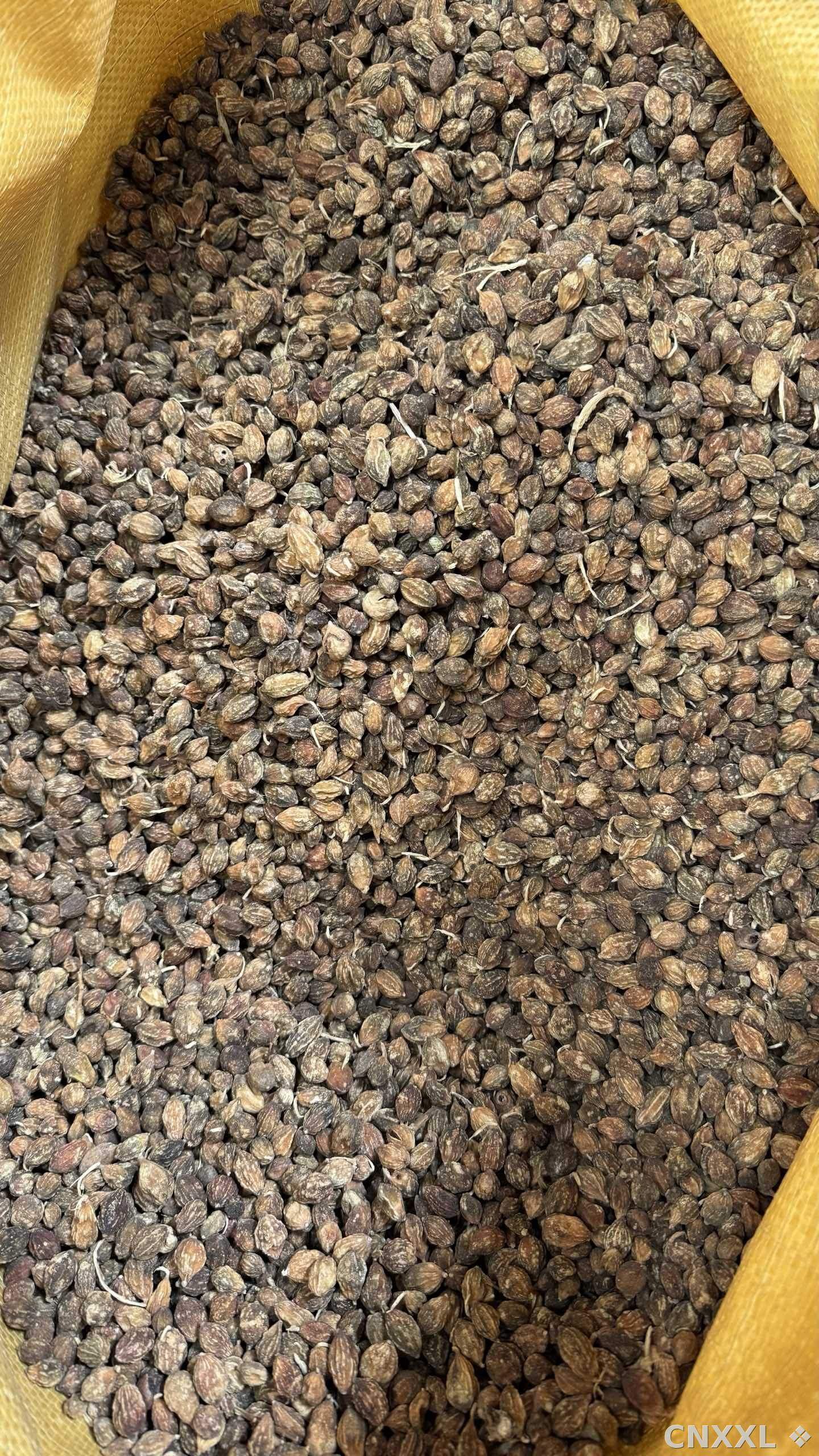 spice_24248_0998568a_3.jpg