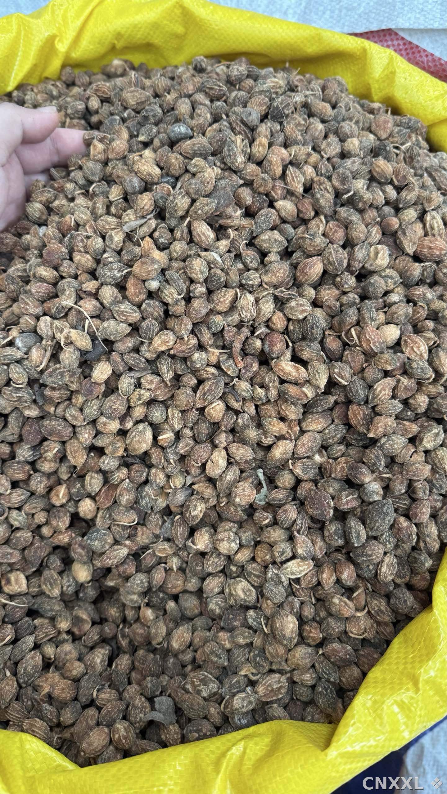 spice_24248_98e9136b_3.jpg