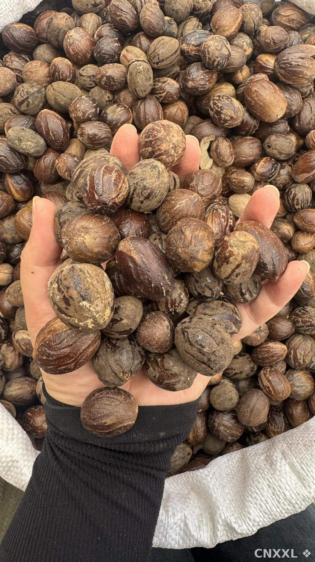 spice_24907_4cba0cab_2.jpg