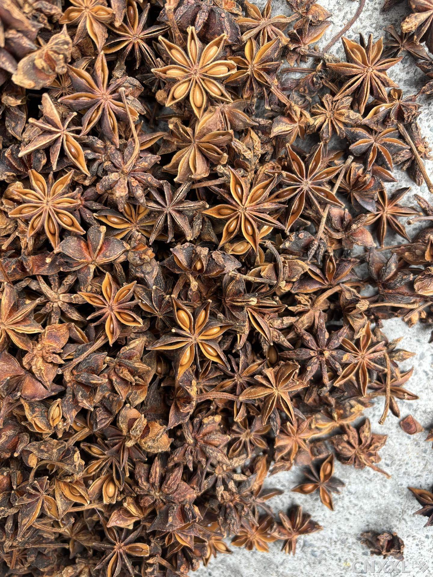 spice_25083_ff36253a_3.jpg