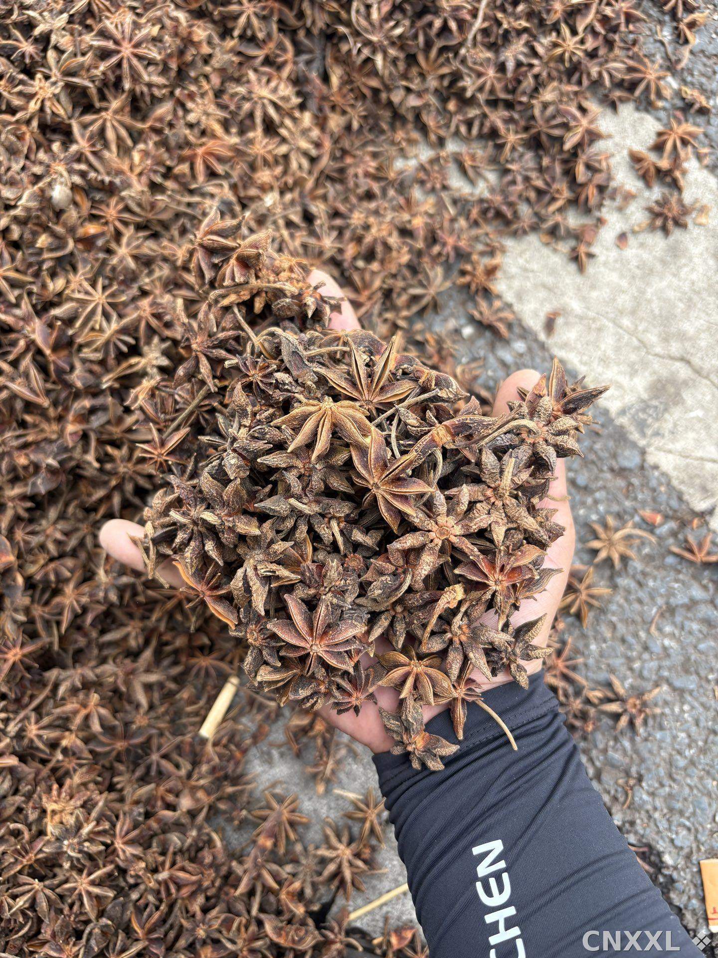 spice_25086_f7572f71_1.jpg