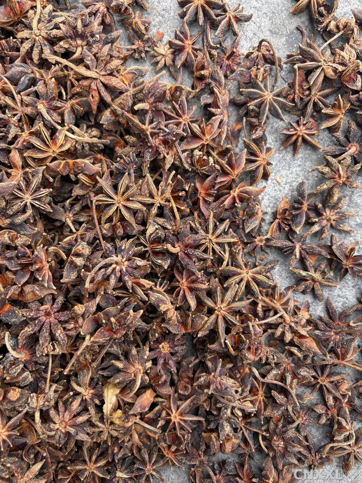 spice_25161_ae738ea0_3.jpg