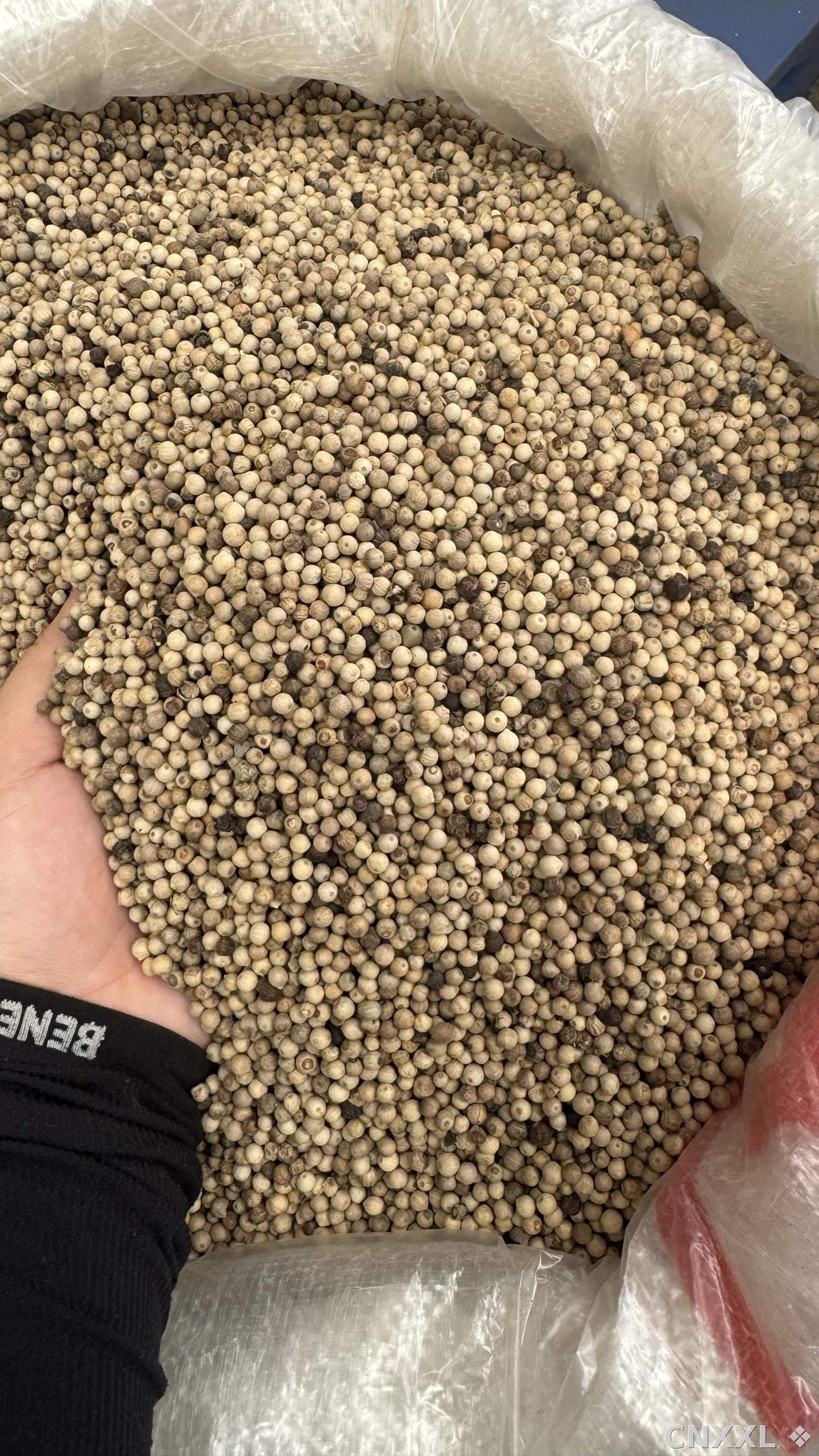 spice_25182_b69da62f_3.jpg