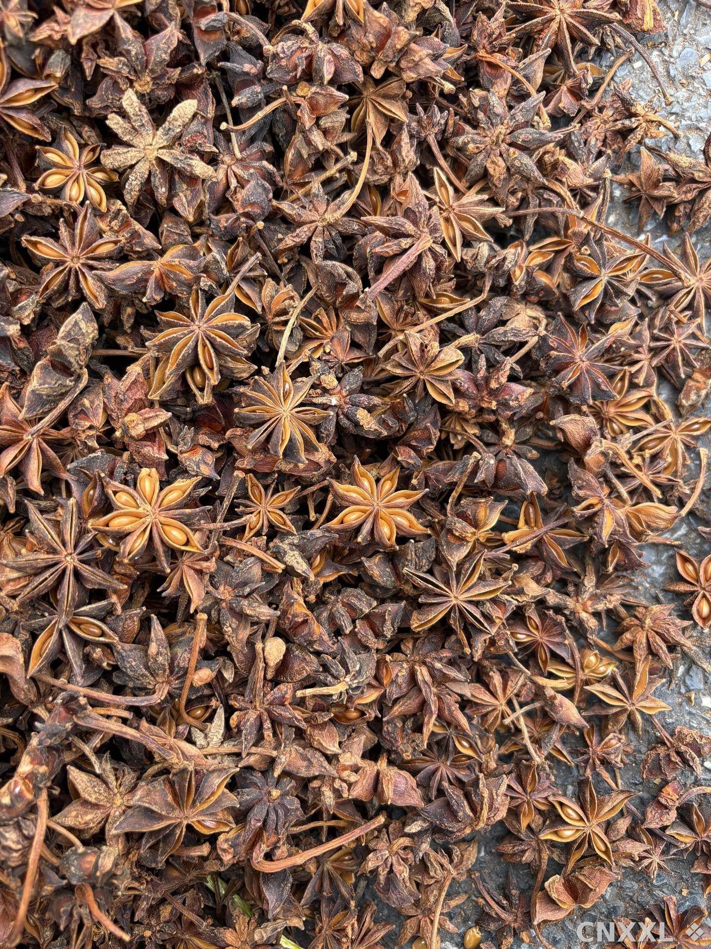 spice_25204_deabeb9d_3.jpg