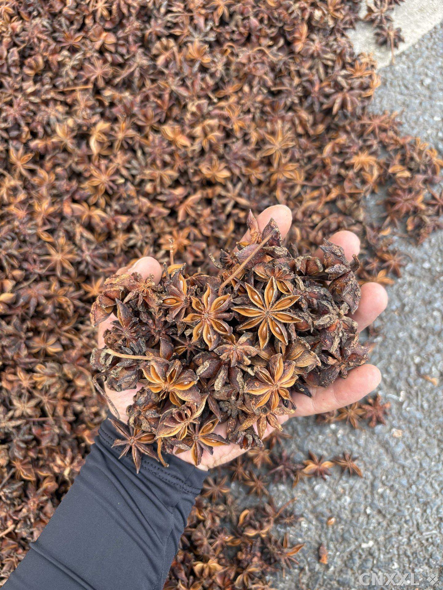 spice_25207_fde79807_2.jpg