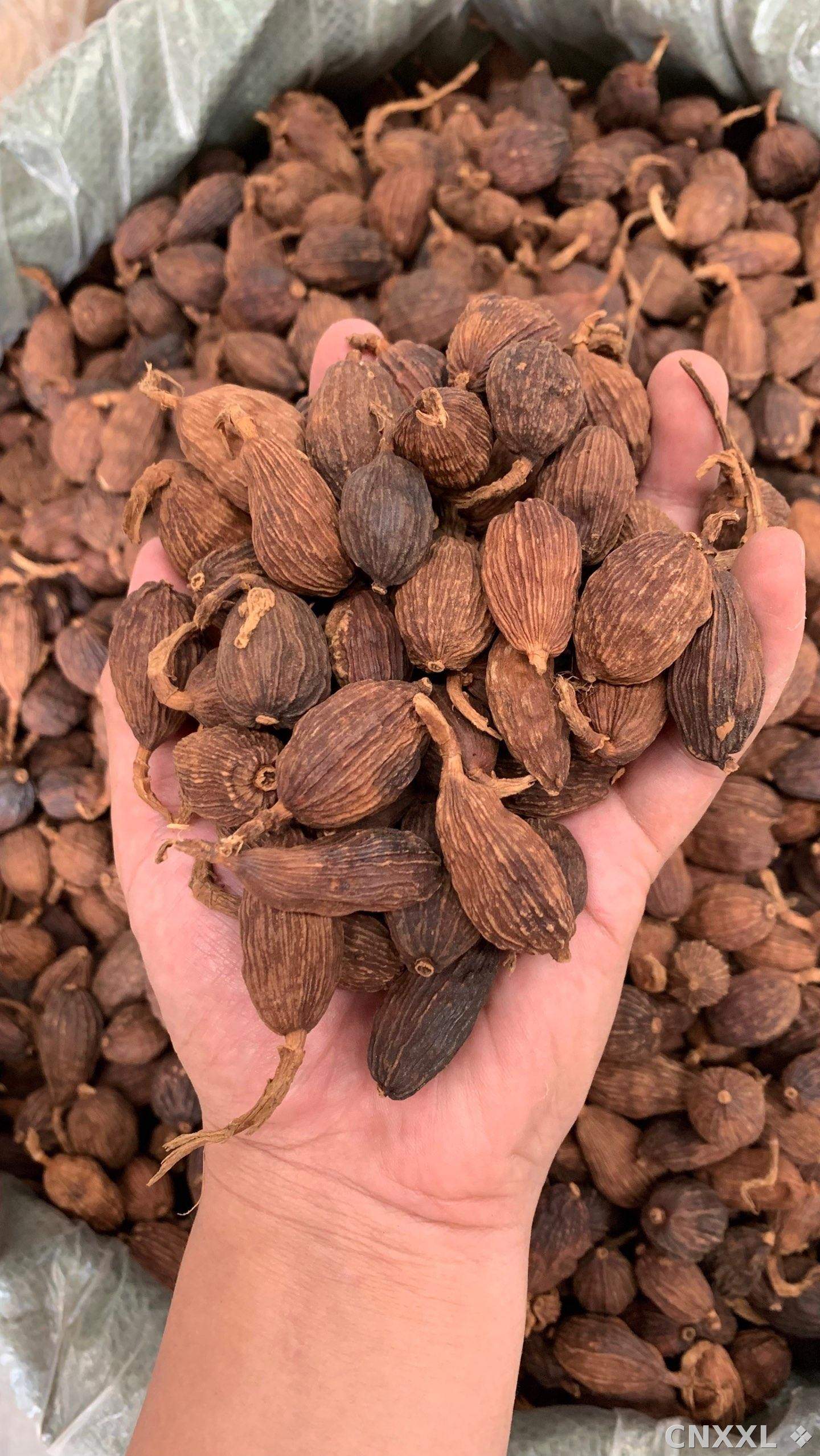 spice_25424_df9e8cd6_1.jpg