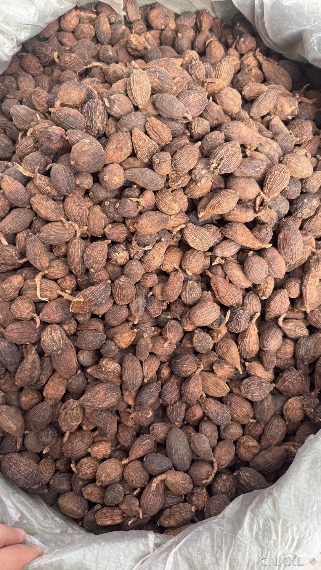 spice_25463_b29bcf30_3.jpg