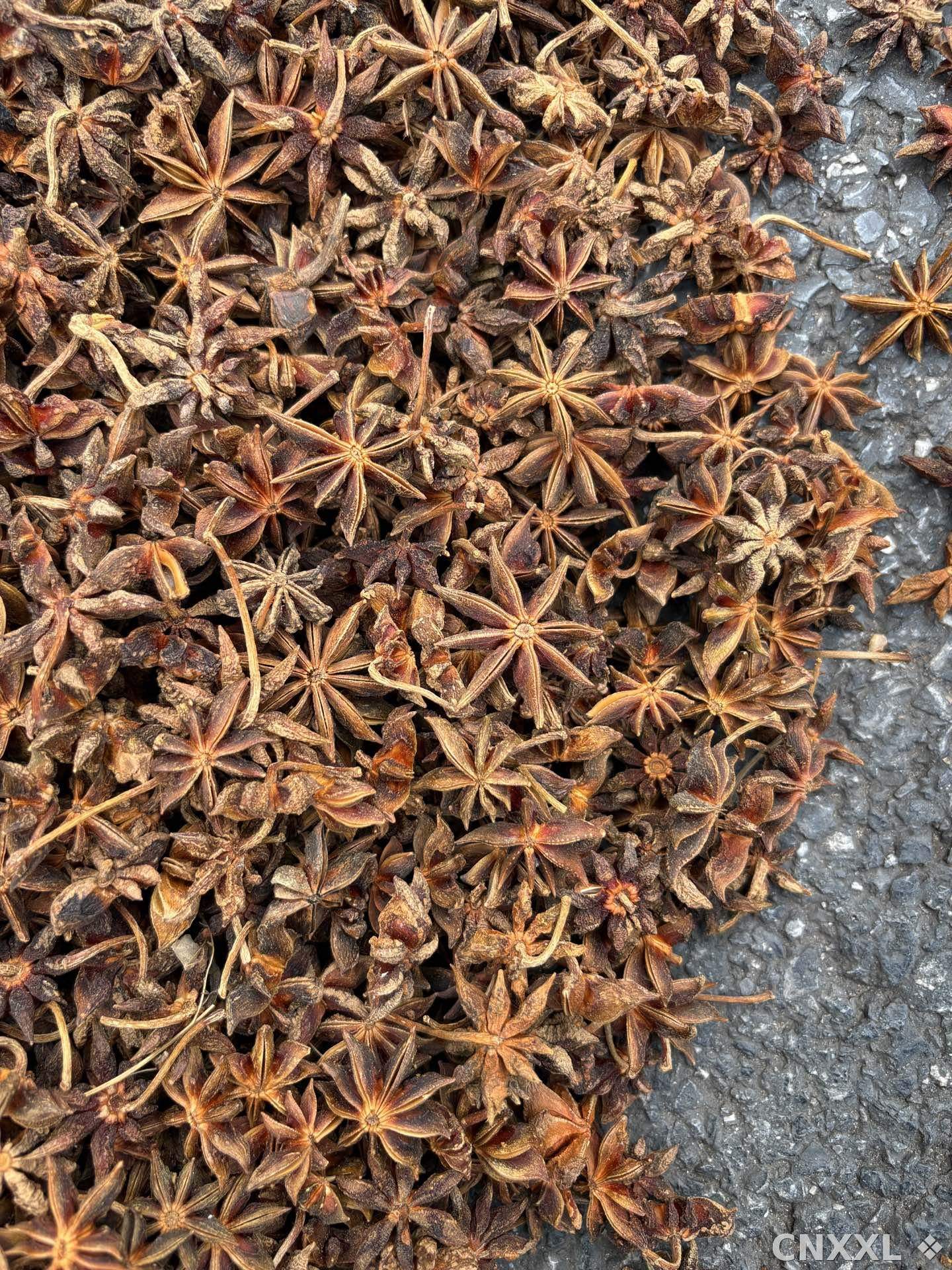 spice_25481_cba504e9_3.jpg